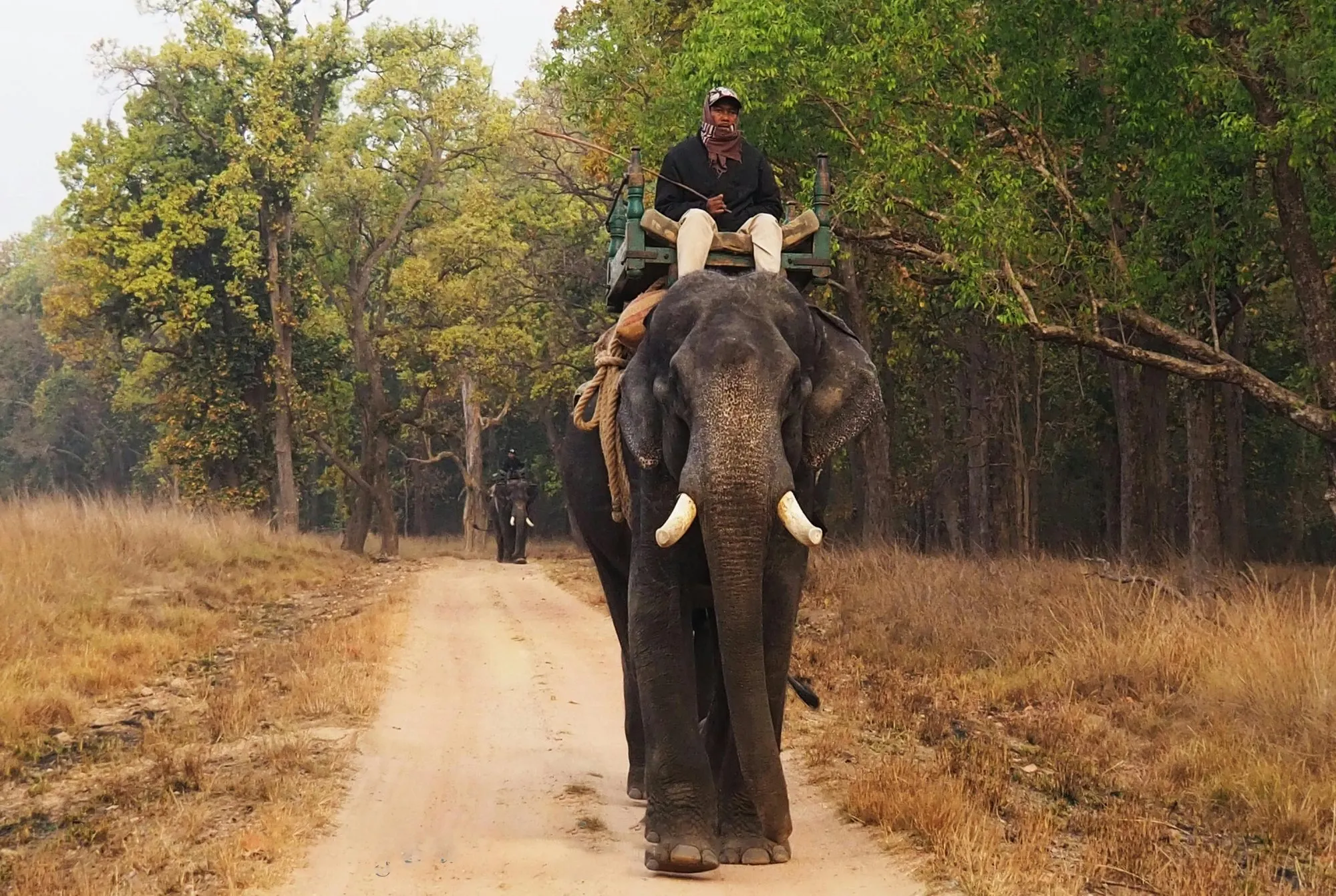 An elephant and its mahout on a forest track