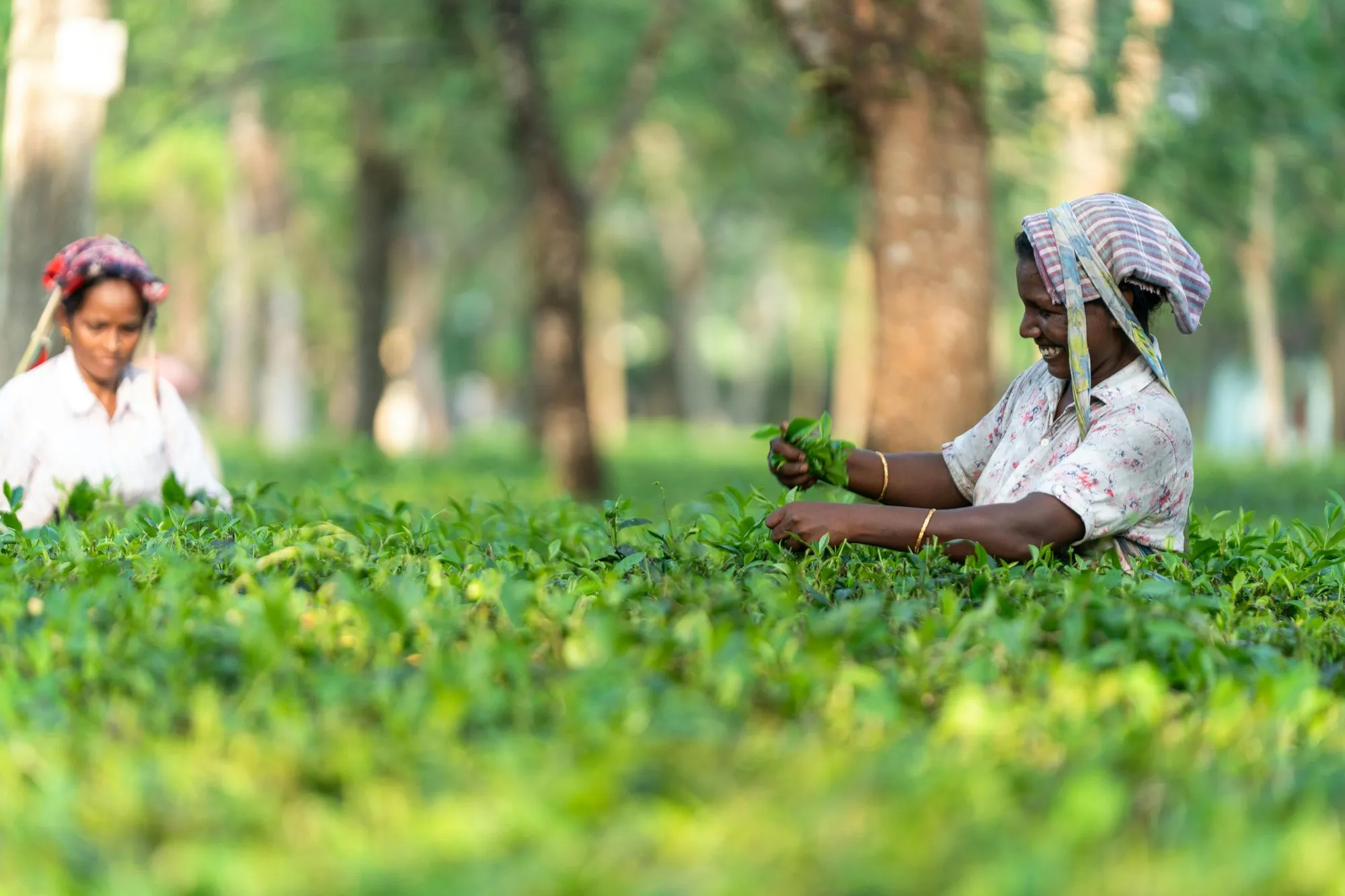 Two women plucking tea among shade trees