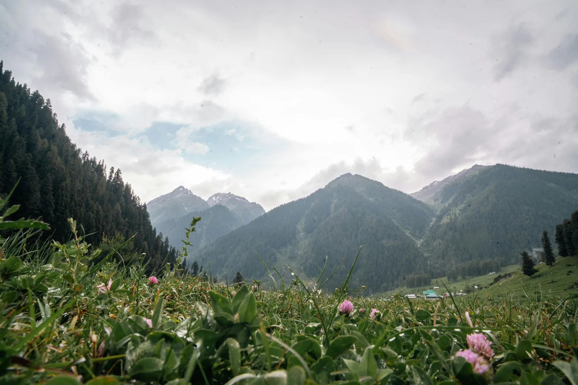 A meadow of wildflowers below forested mountains