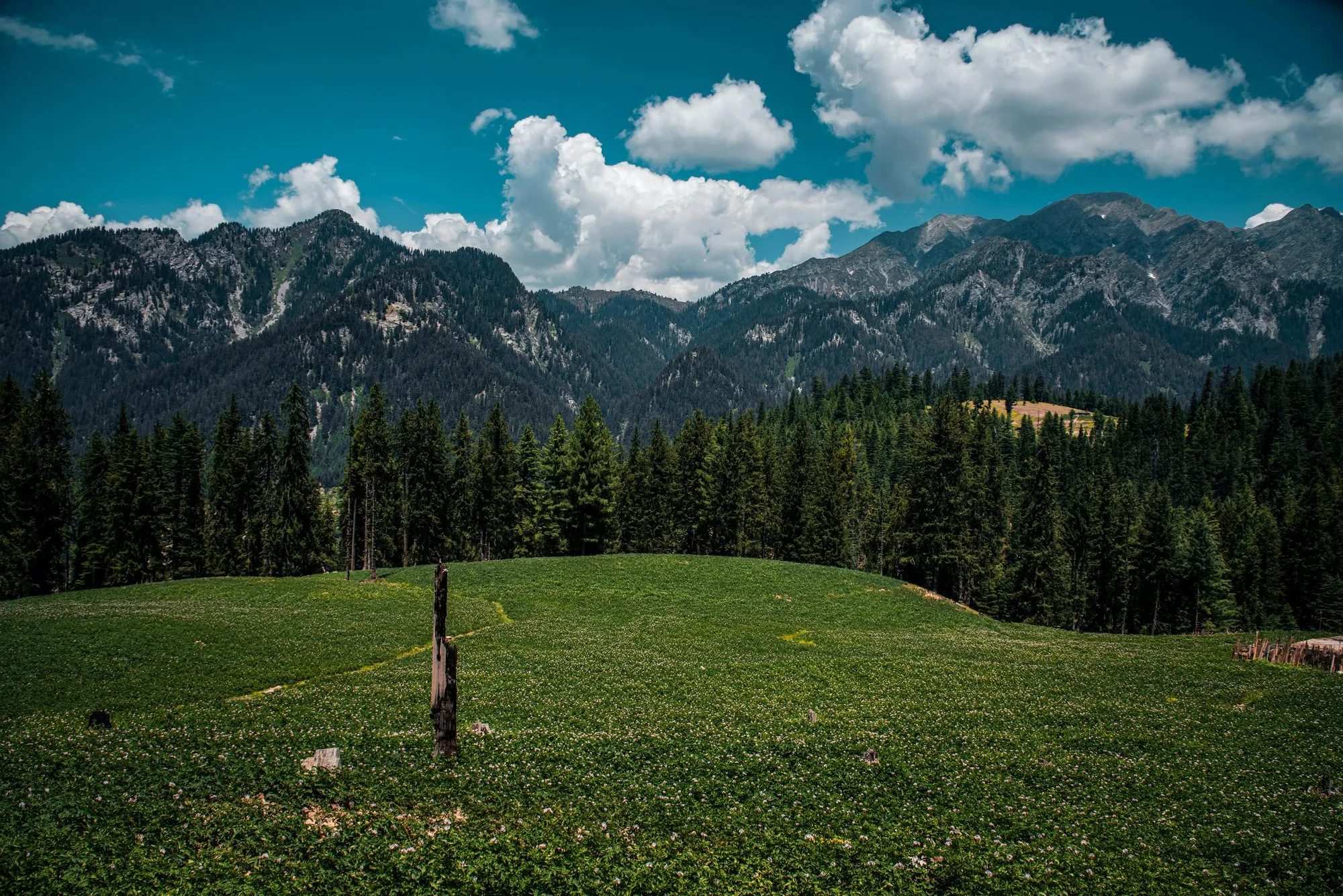 A green meadow and pine forest under white clouds