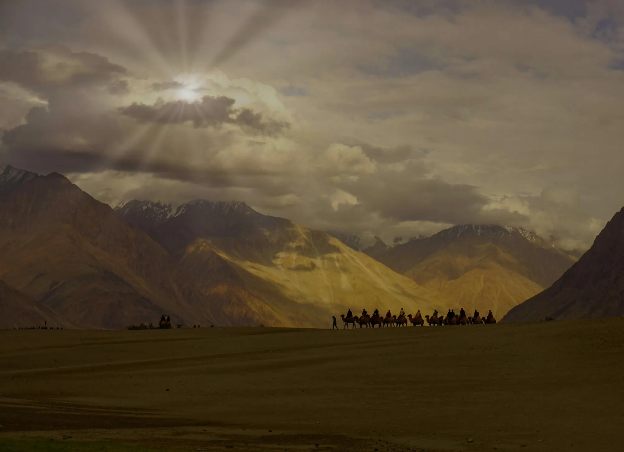 A camel train crossing the Nubra dunes at sunset