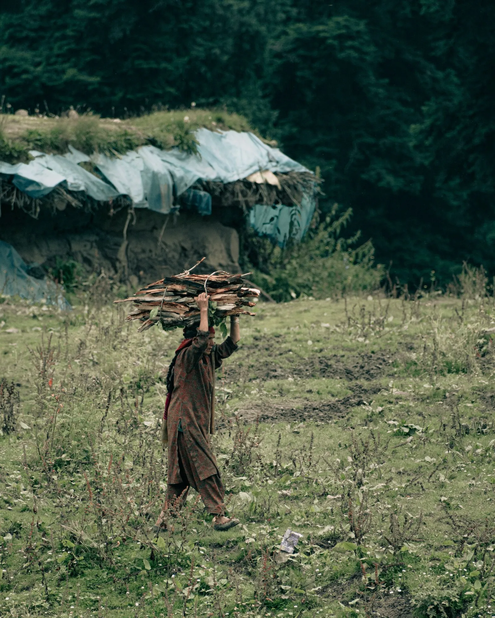 A woman carrying firewood on her head across the summer fields near Gulmarg