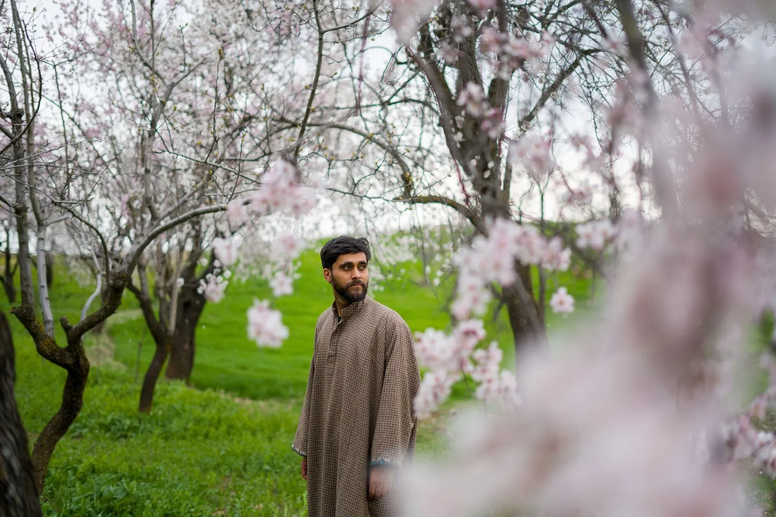 A man in a woollen pheran among almond trees in blossom, Srinagar