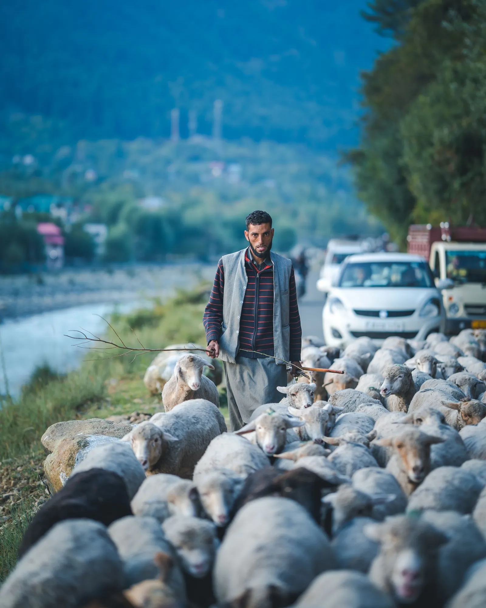 A shepherd driving his flock along the riverside road at Pahalgam