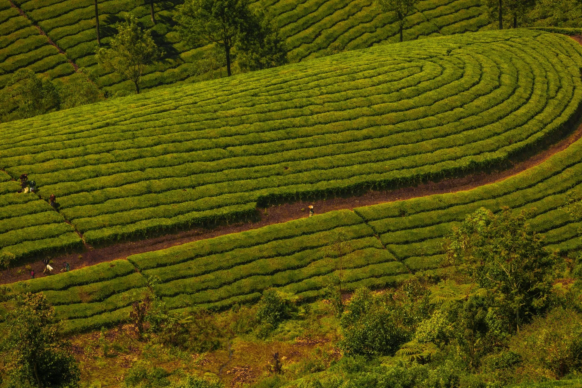 Tea bushes in curving rows over a hillside