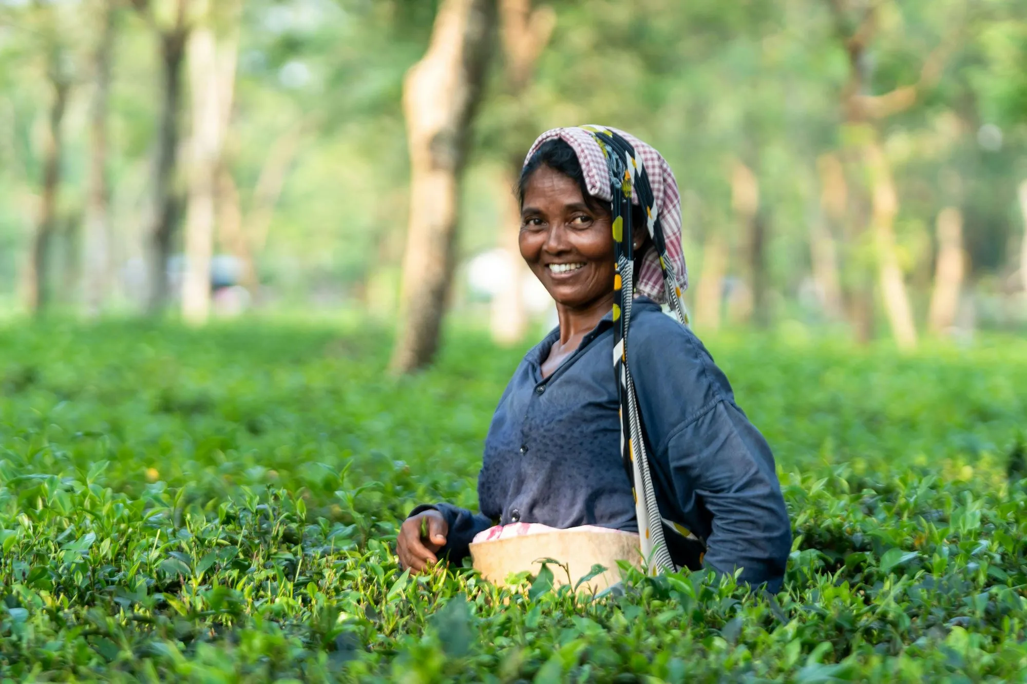 A tea picker smiling among the bushes