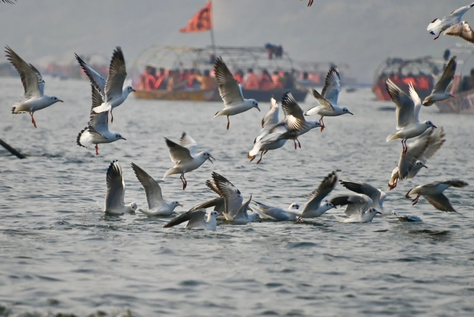 Gulls wheeling low over the water at the Sangam, boats behind
