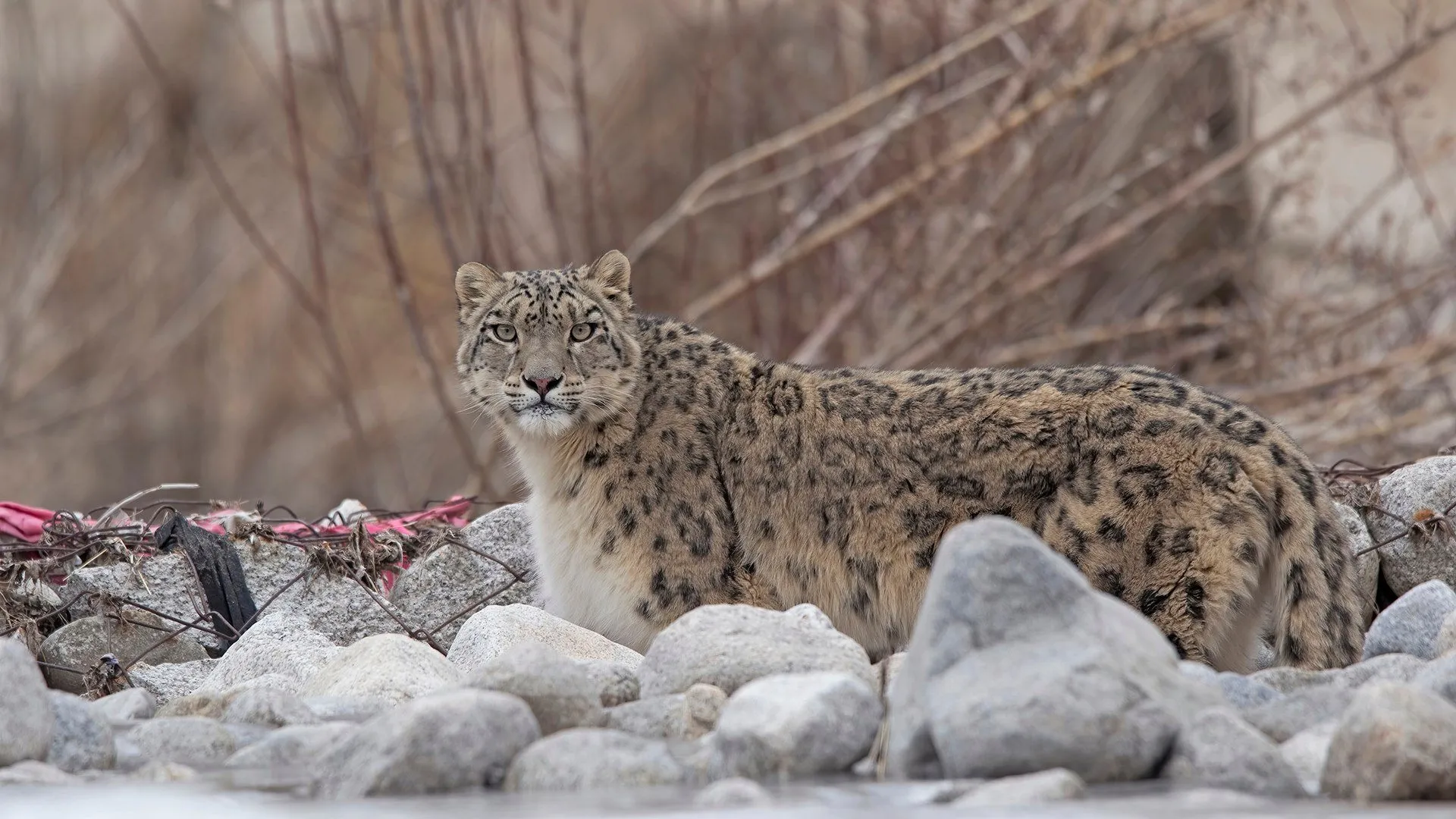 A snow leopard standing among river stones