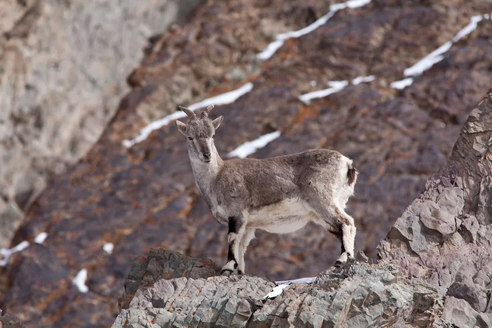A blue sheep standing on a snow-streaked rock