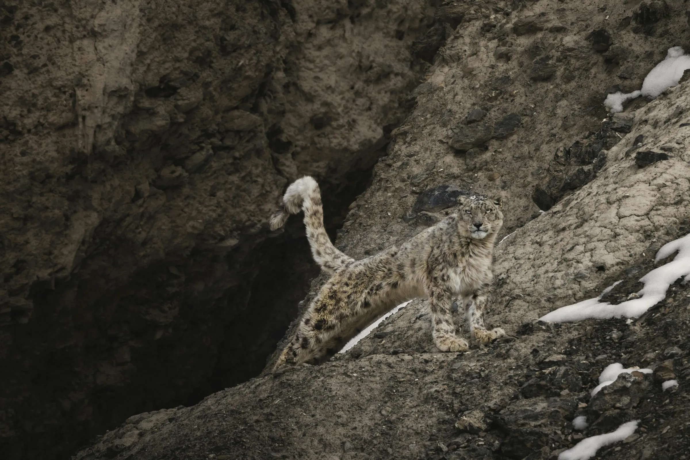 A snow leopard crossing a dark rock face streaked with snow