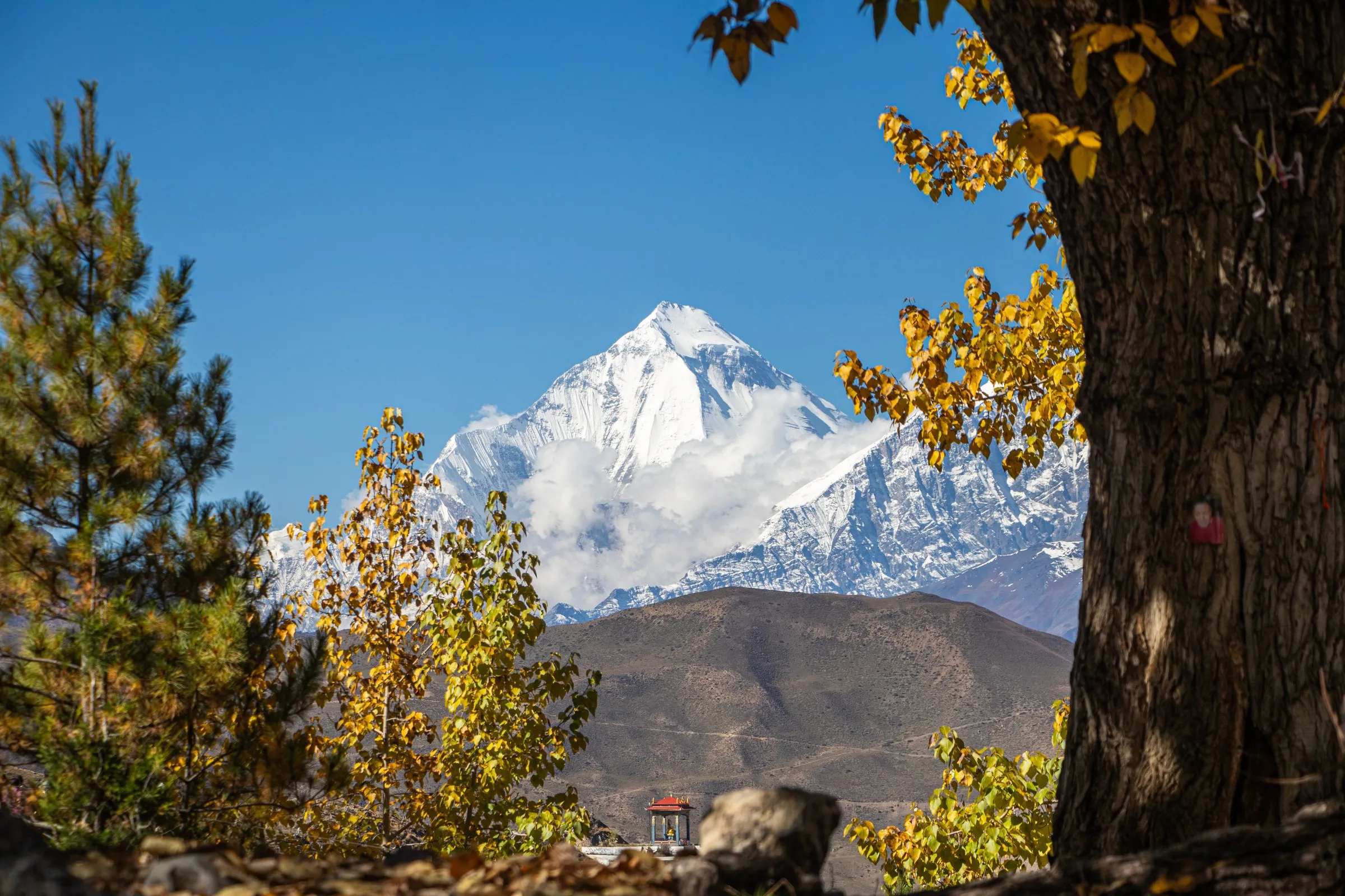 Dhaulagiri framed by autumn trees, seen from Muktinath