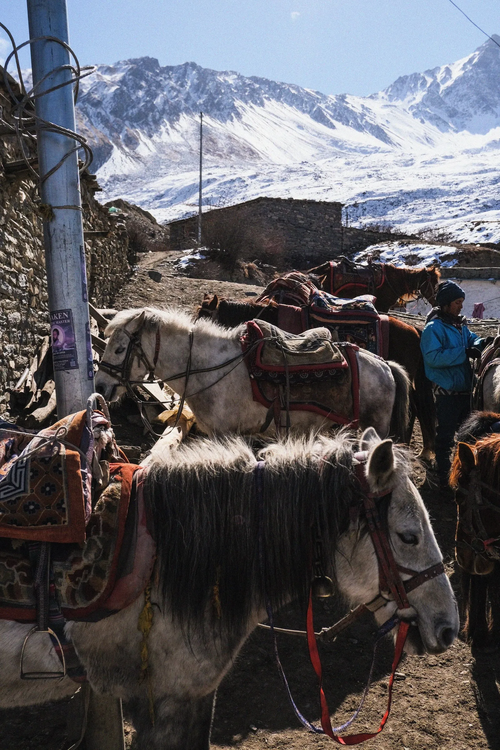 Horses with bright saddle rugs at Muktinath, snow peaks behind