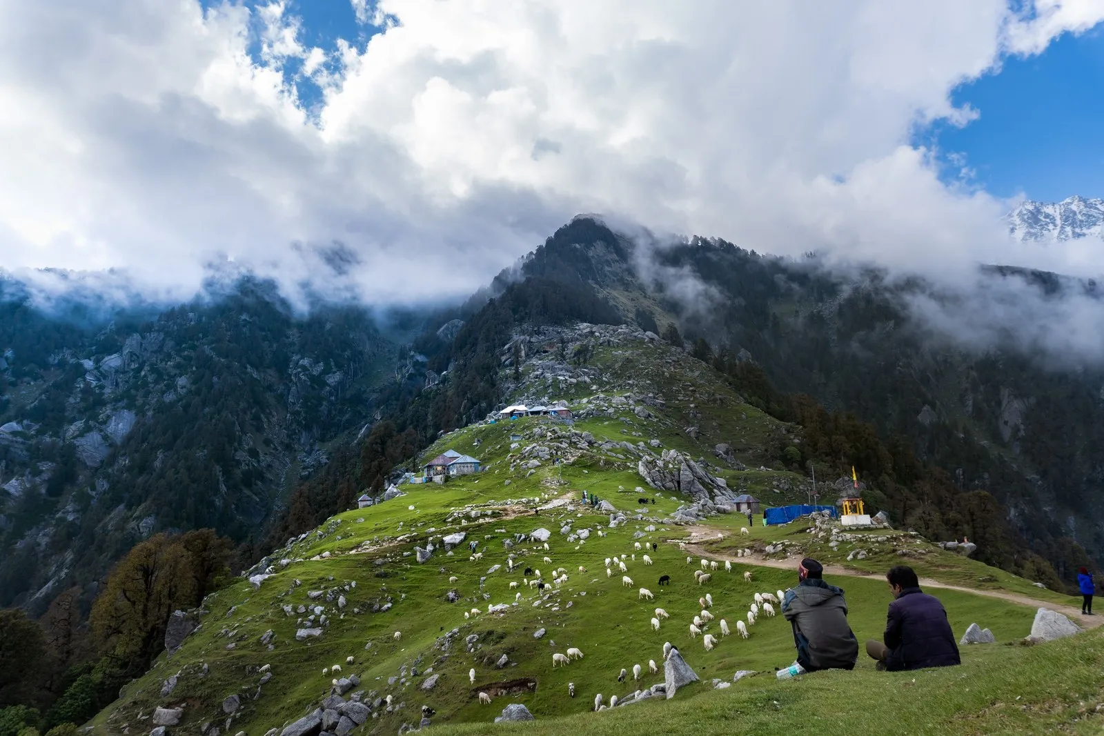 Sheep grazing on a green hillside above Dharamshala, clouds on the ridges
