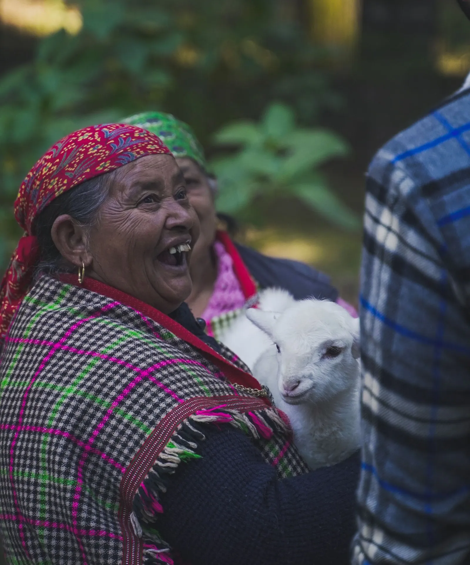 A woman in a checked shawl laughing, a lamb held in her arms, Himachal Pradesh