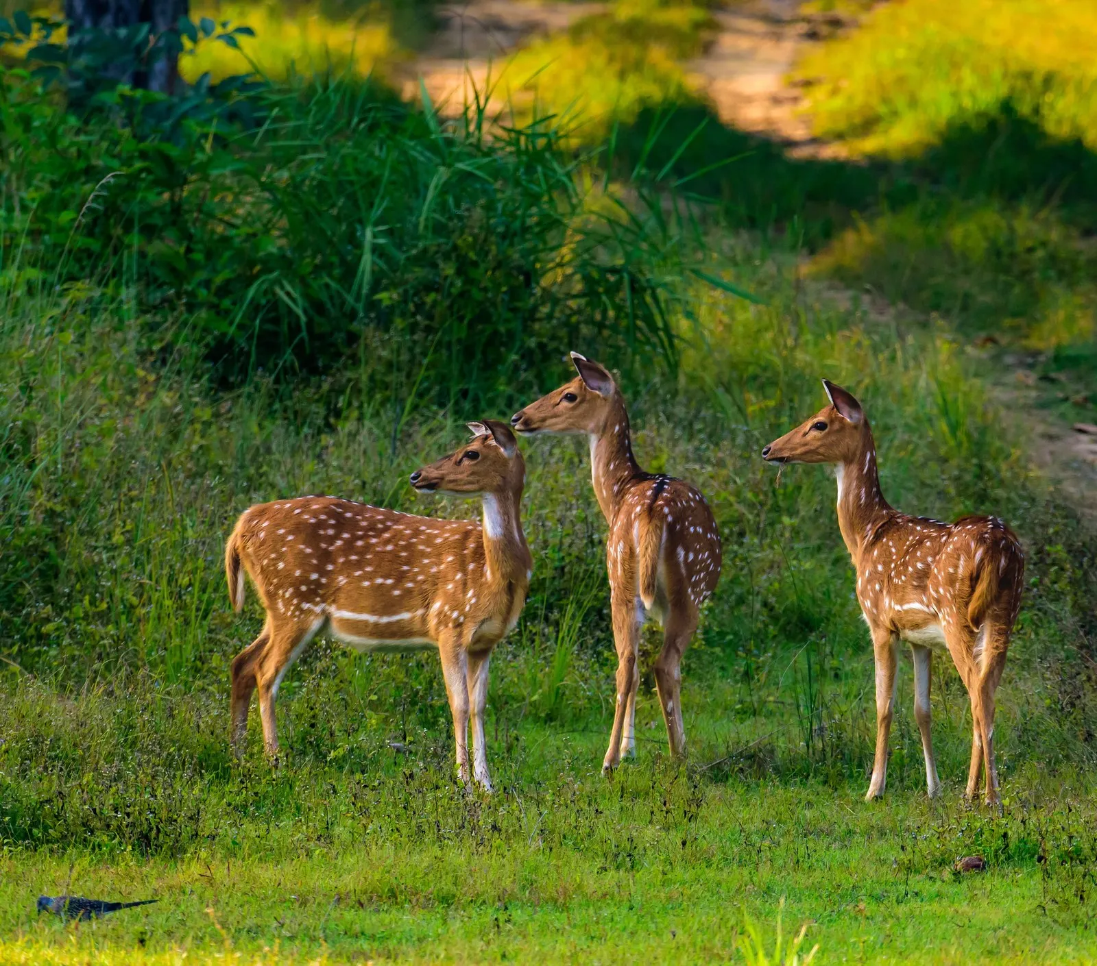 Three chital, the spotted deer, at the edge of a meadow in Kanha