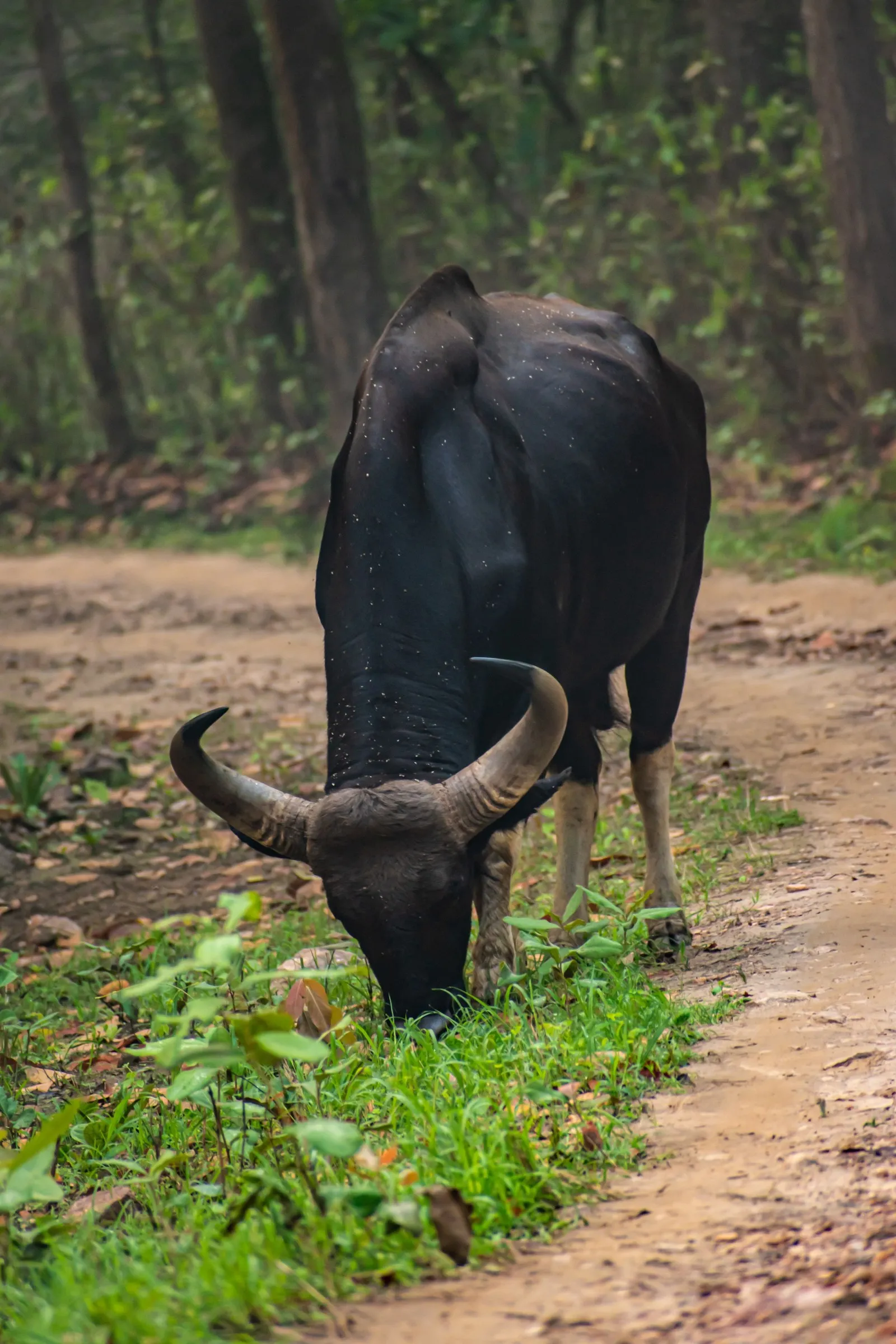 A gaur grazing beside a forest track in Kanha