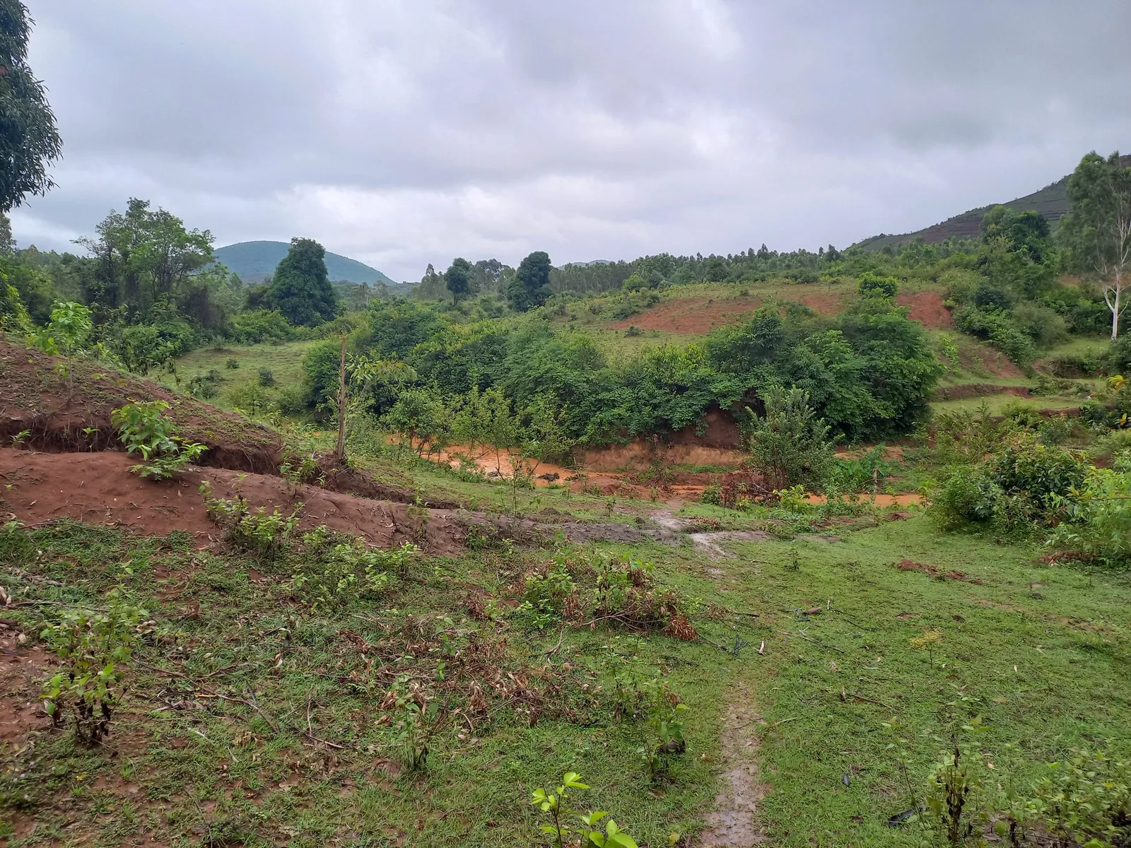 Green fields and wooded hills in the monsoon near Sunabeda, Koraput