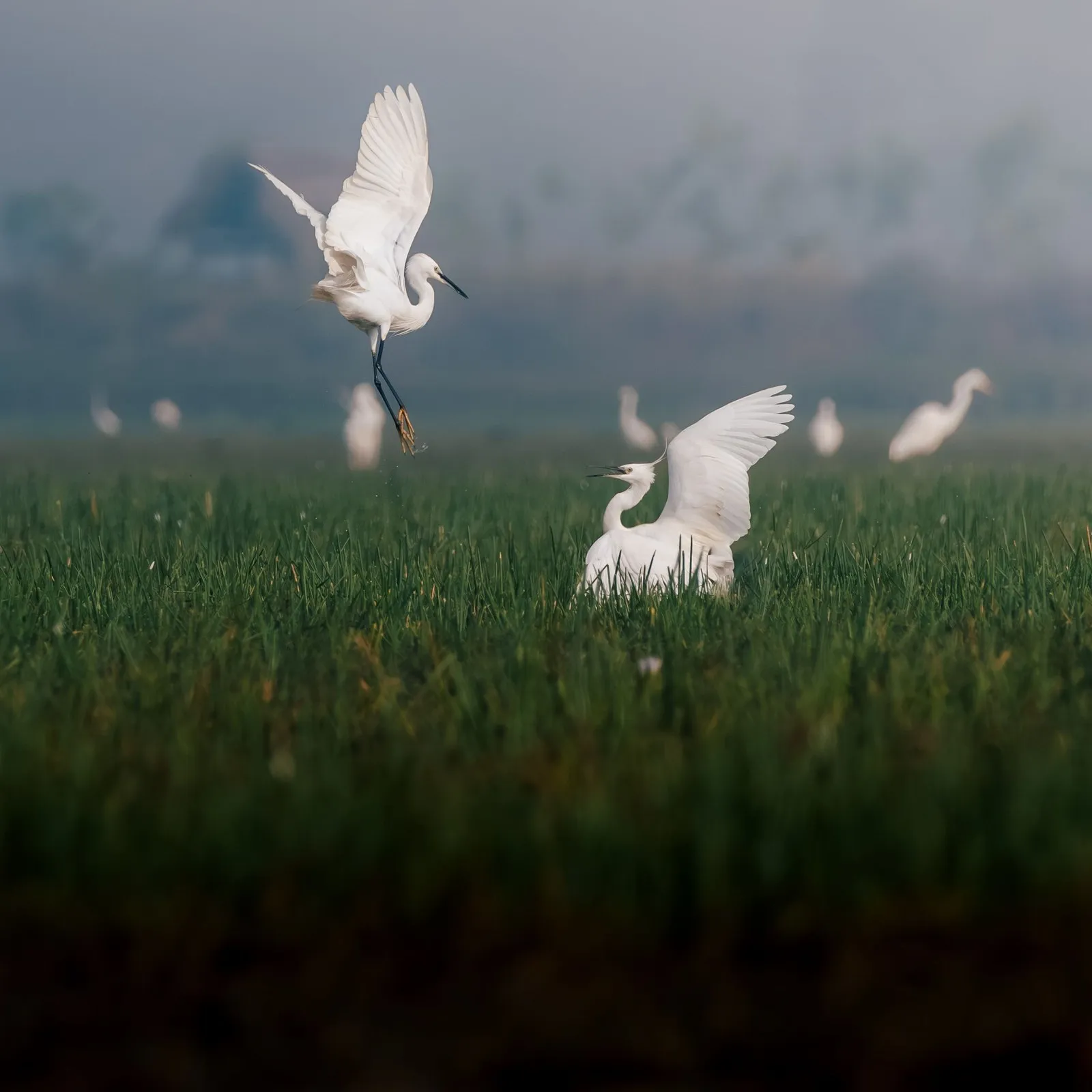 Egrets over the marshes at Mangalajodi, on the edge of Chilika