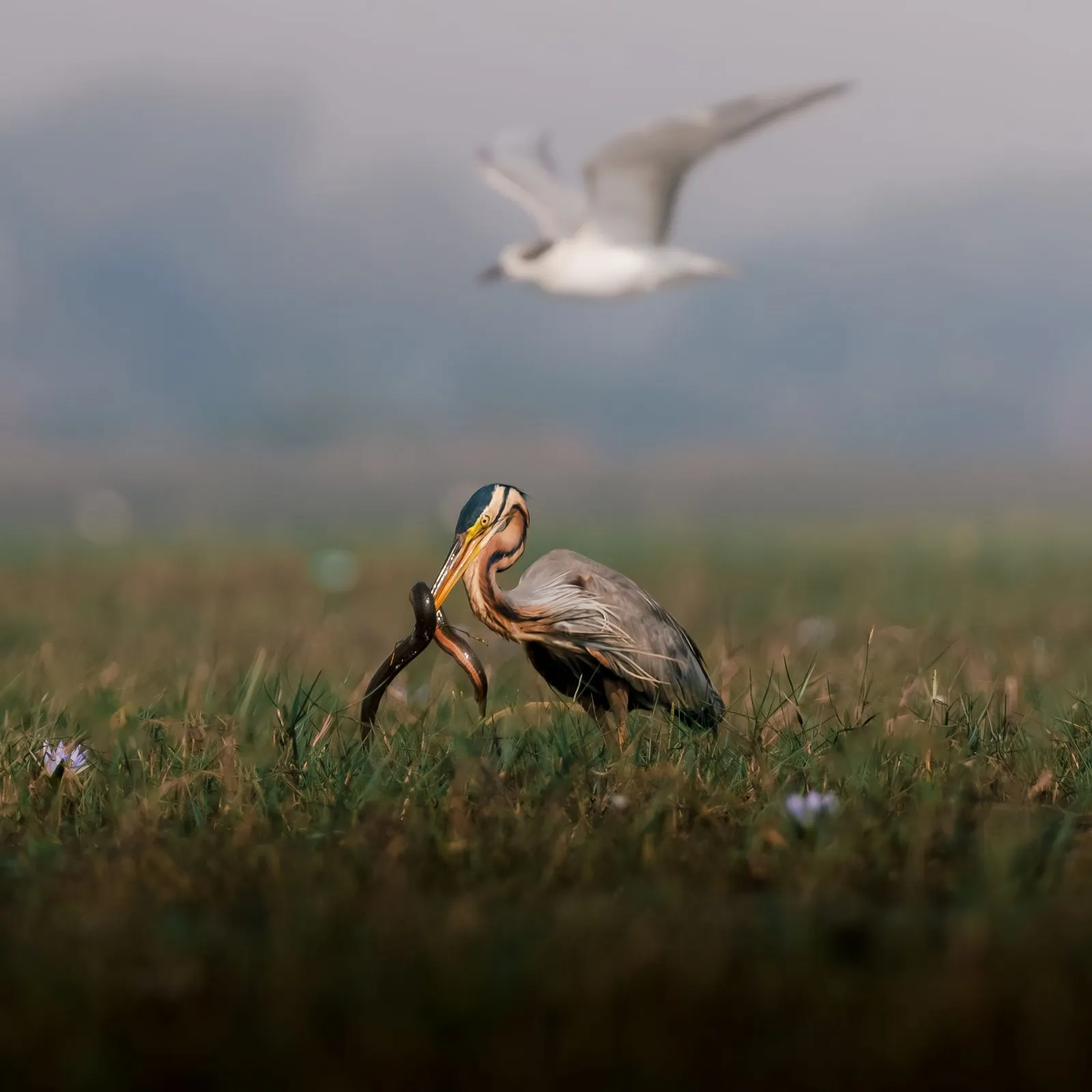 A purple heron with its catch in the Mangalajodi wetland
