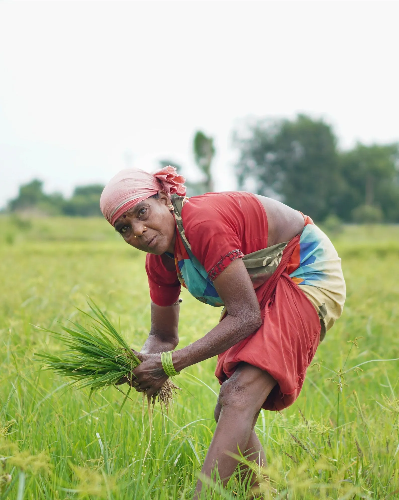 A woman planting rice in a paddy field in Chhattisgarh