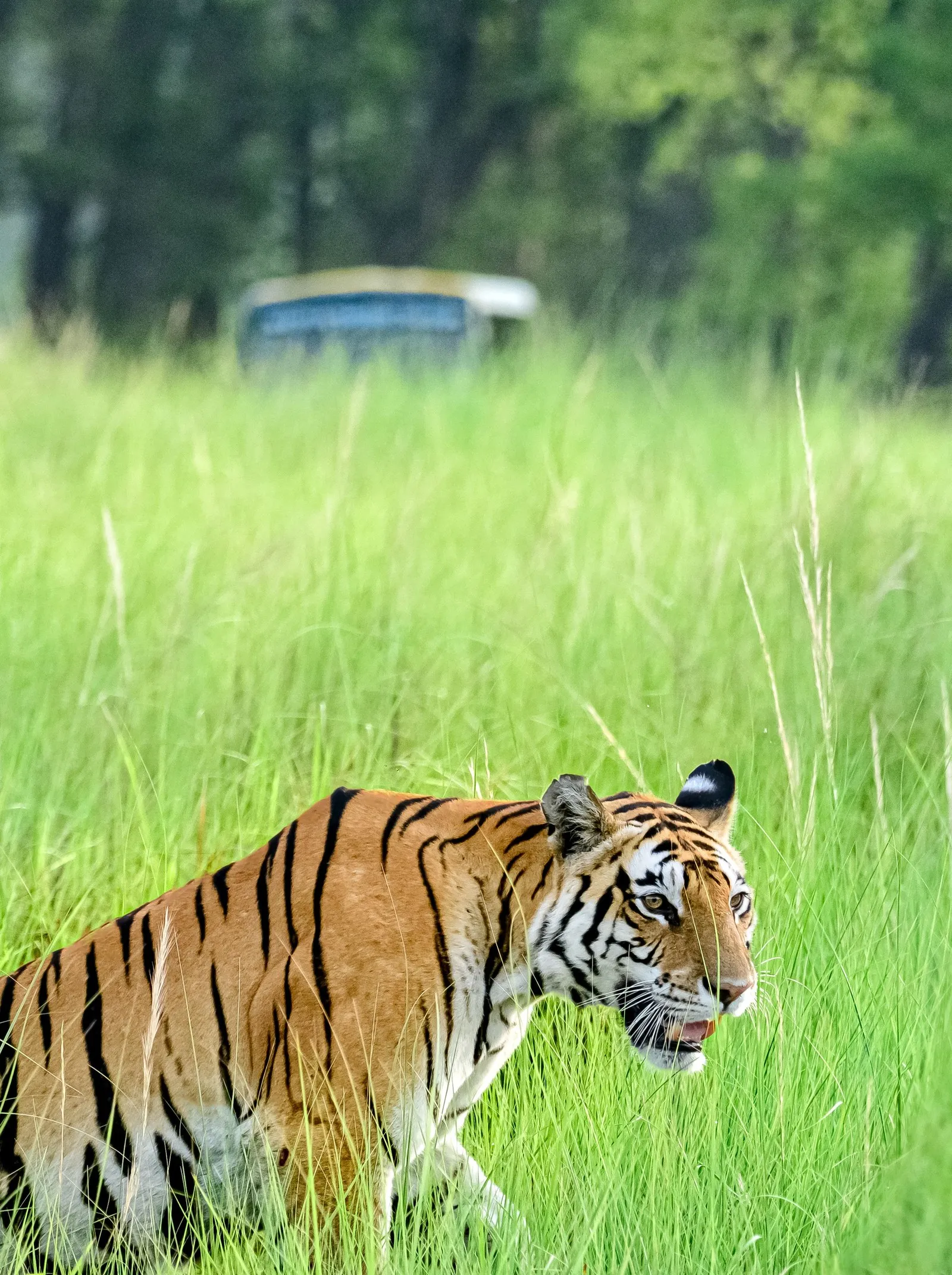 A tiger in the tall grass of a Kanha meadow, a safari jeep behind