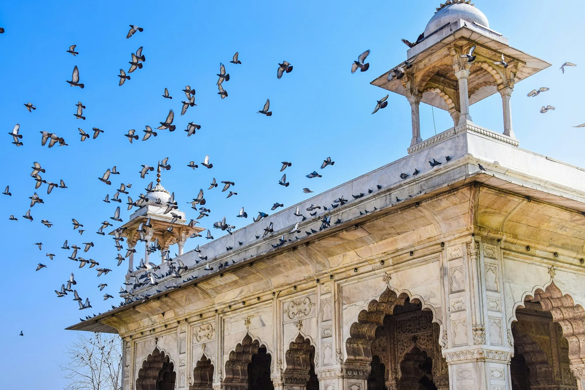 Pigeons wheeling over a white marble pavilion