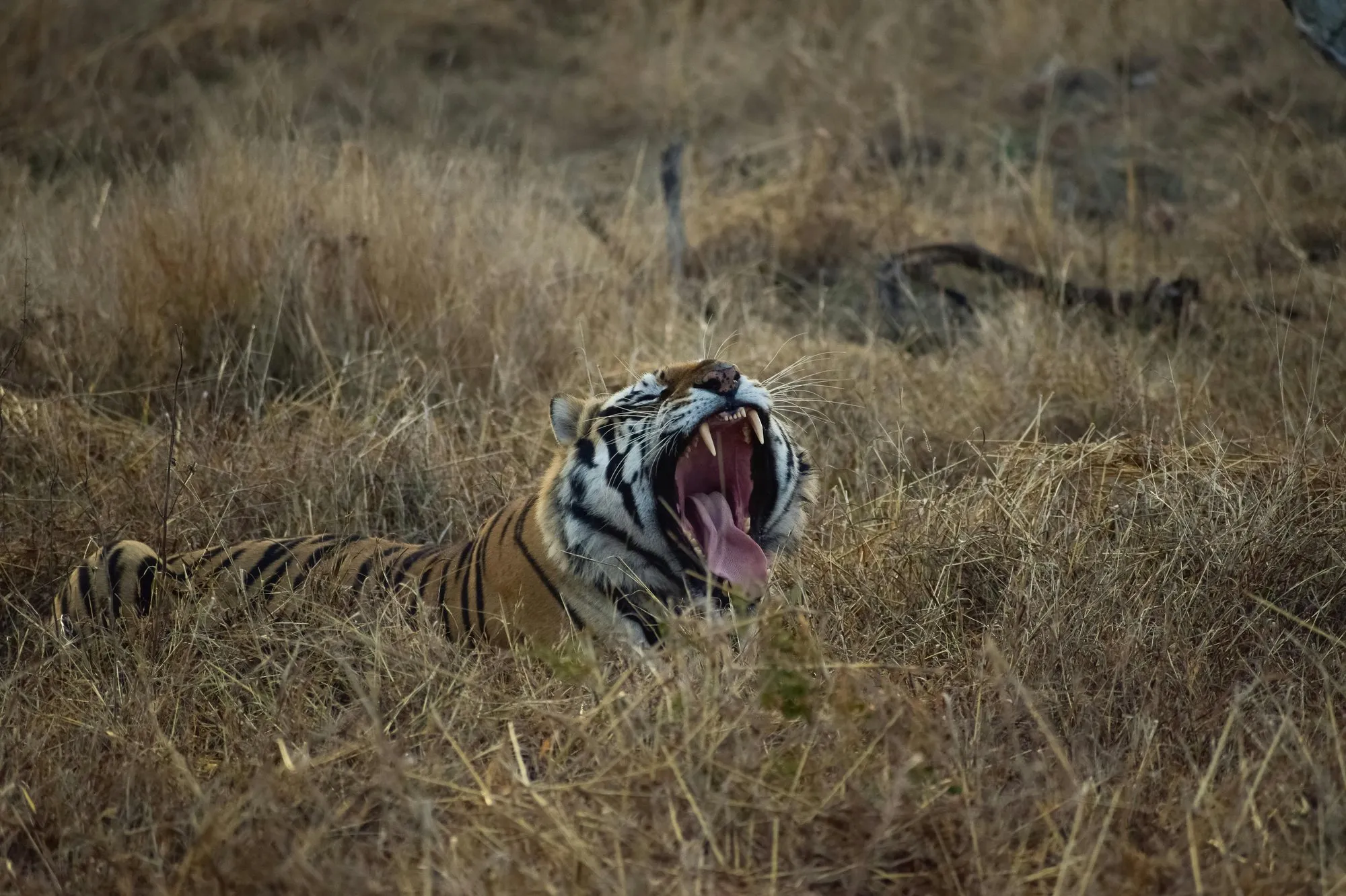 A tiger yawning in dry grass