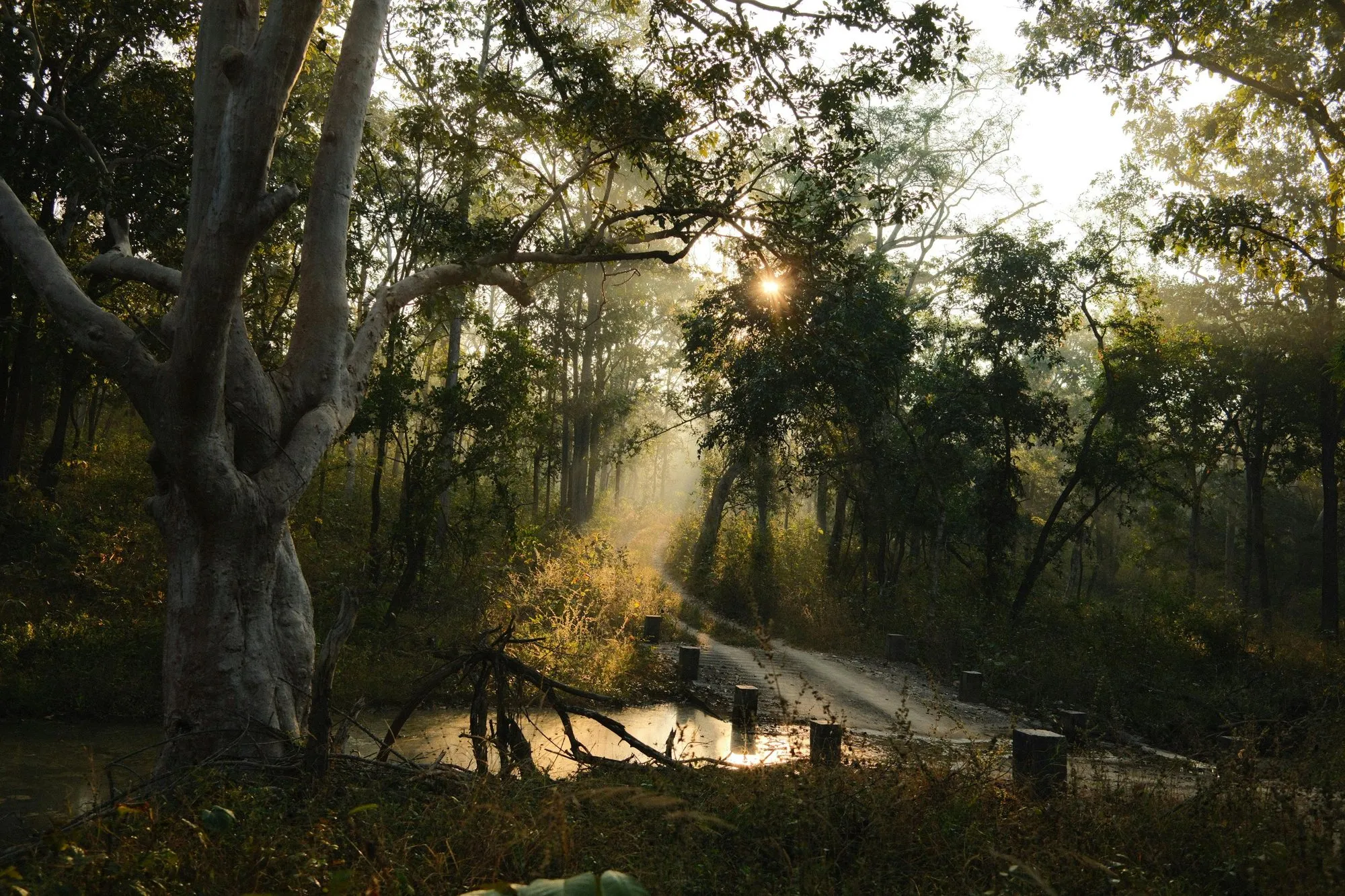 Morning light through a forest onto still water