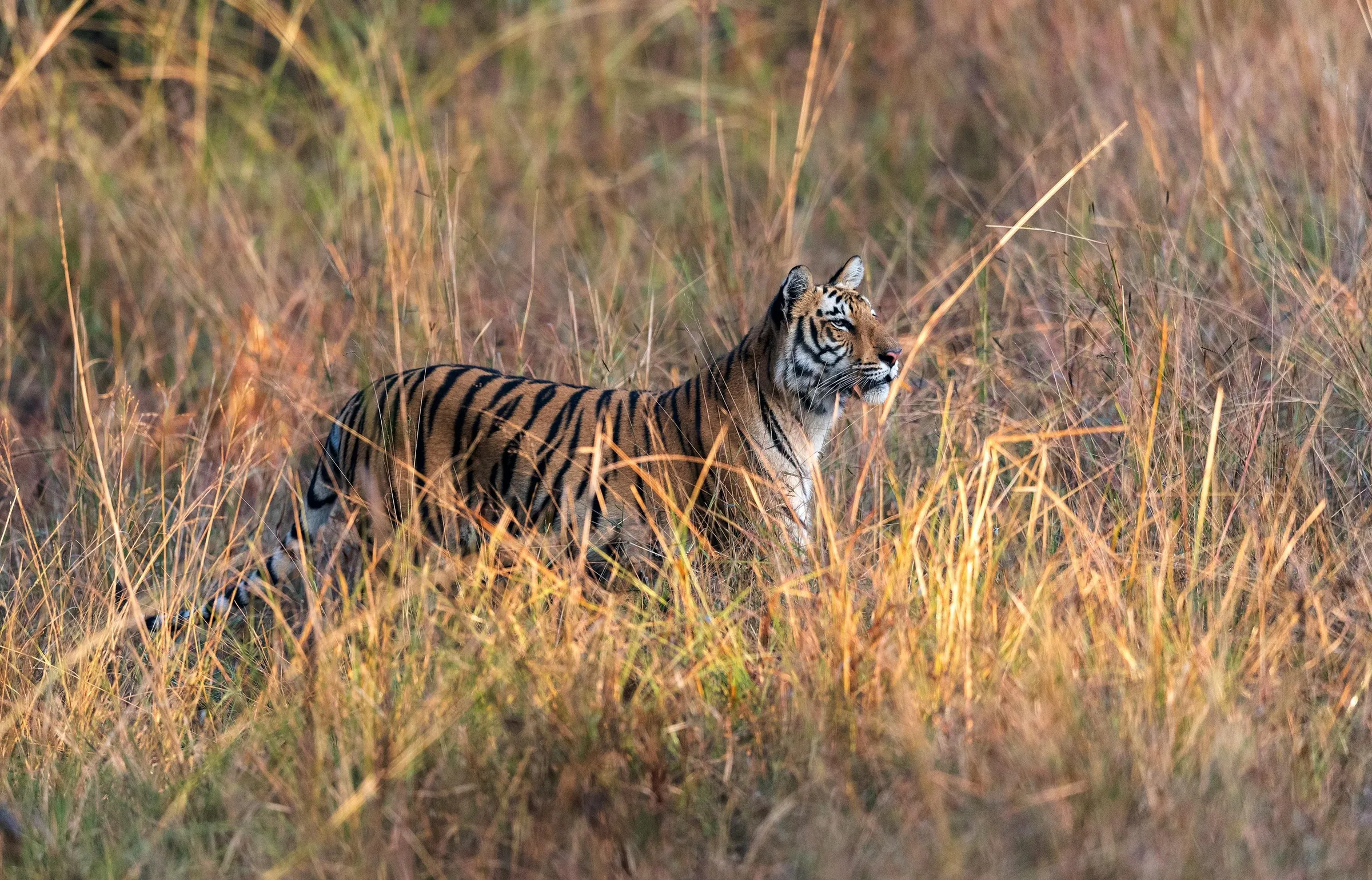 A tiger standing in tall golden grass