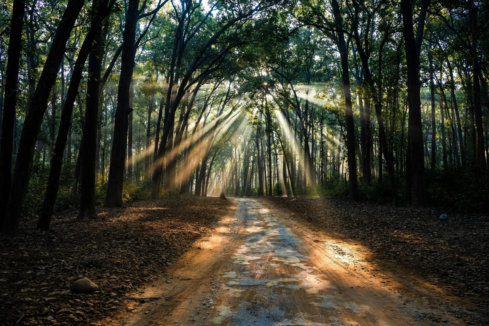 Sunbeams through a forest onto a dirt road