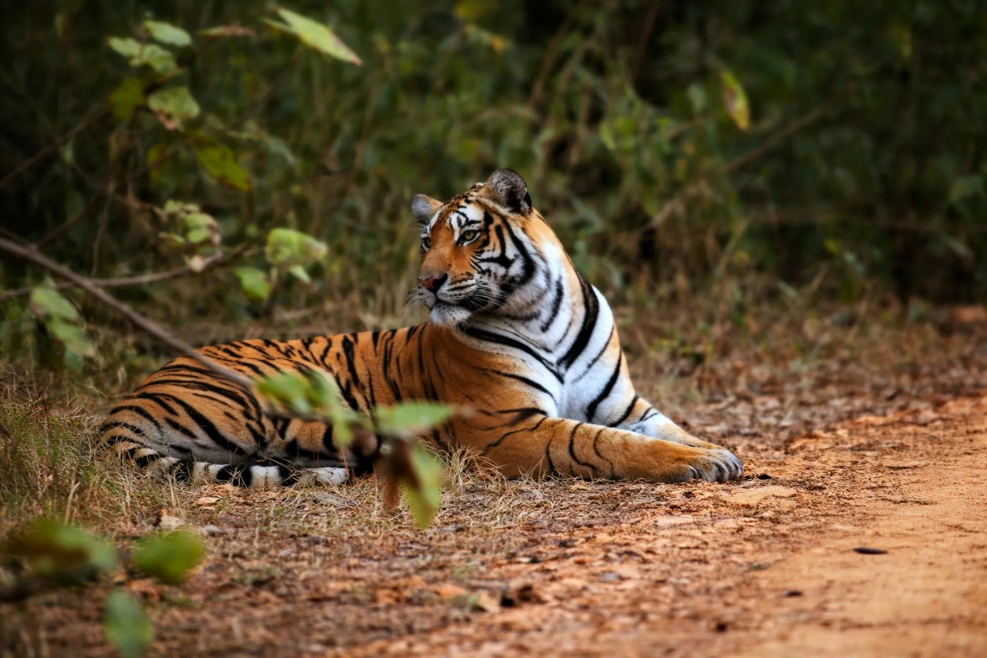 A tiger lying on a forest floor