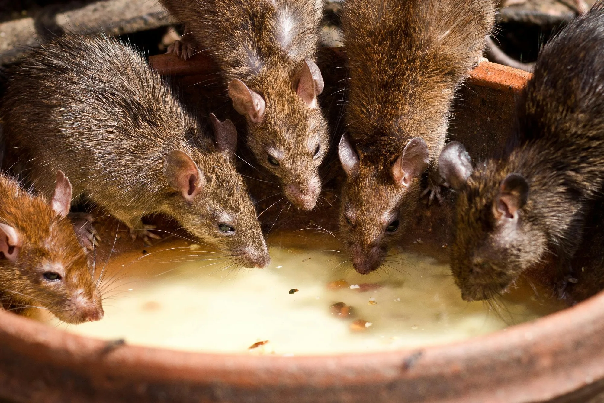 Rats drinking from a bowl of milk at the Karni Mata temple