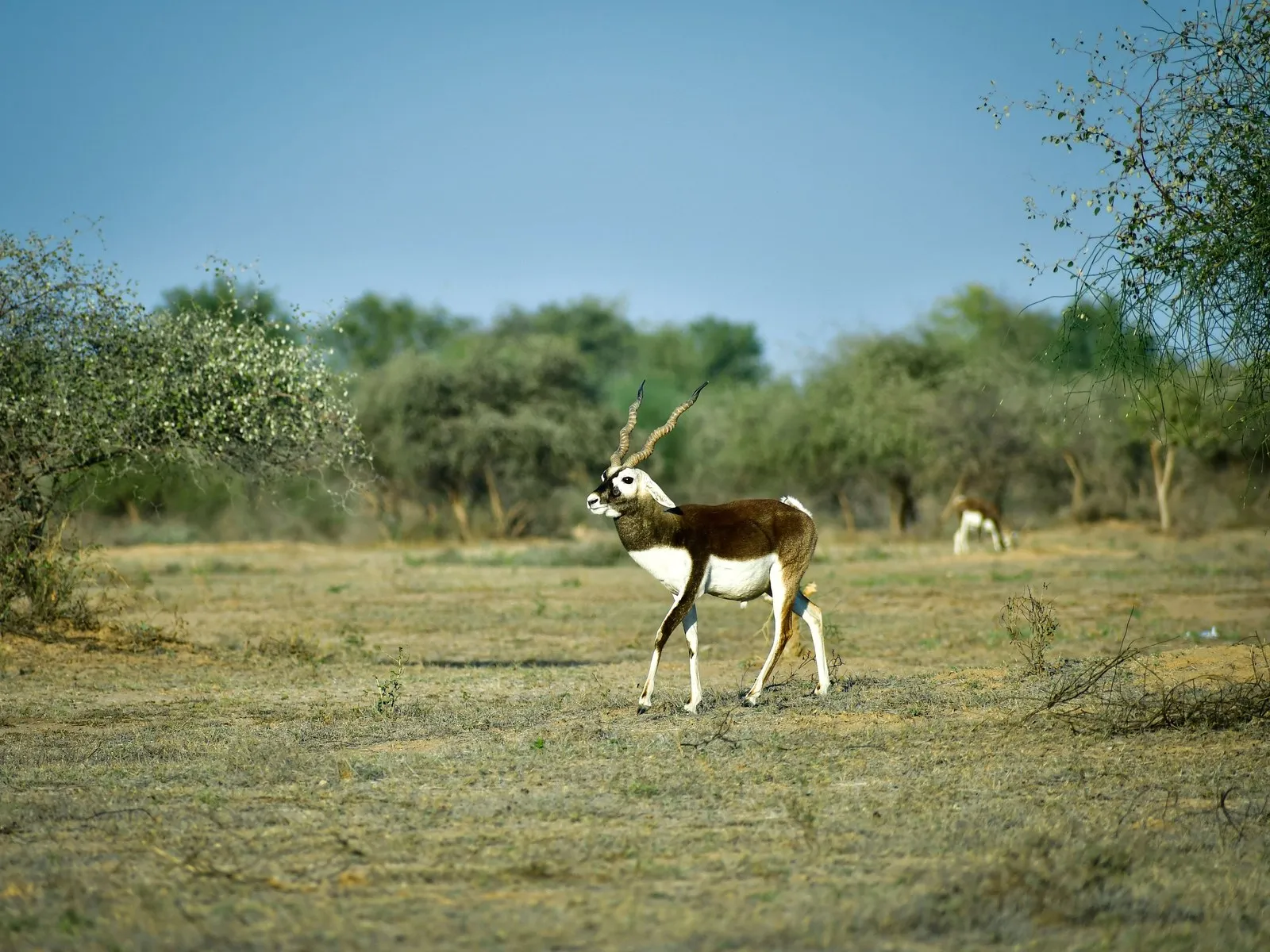 A blackbuck in the open fields around Jodhpur