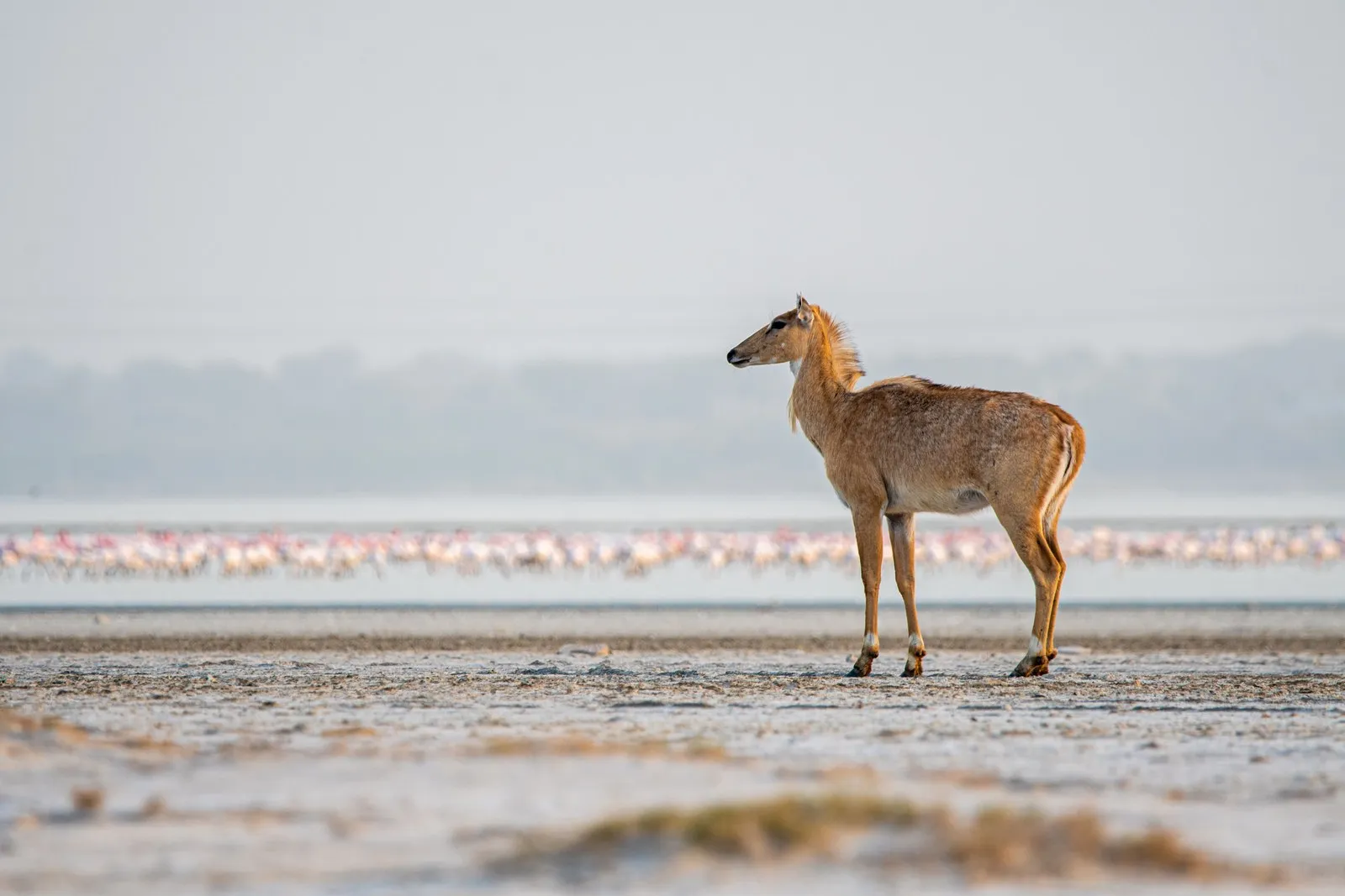 A nilgai on the dry bed of the Little Rann, flamingos behind