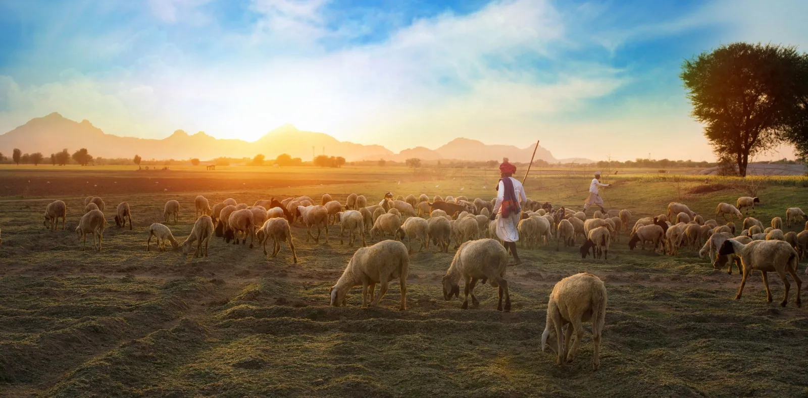 A shepherd with his flock at sunrise near Sheoganj, in southern Rajasthan