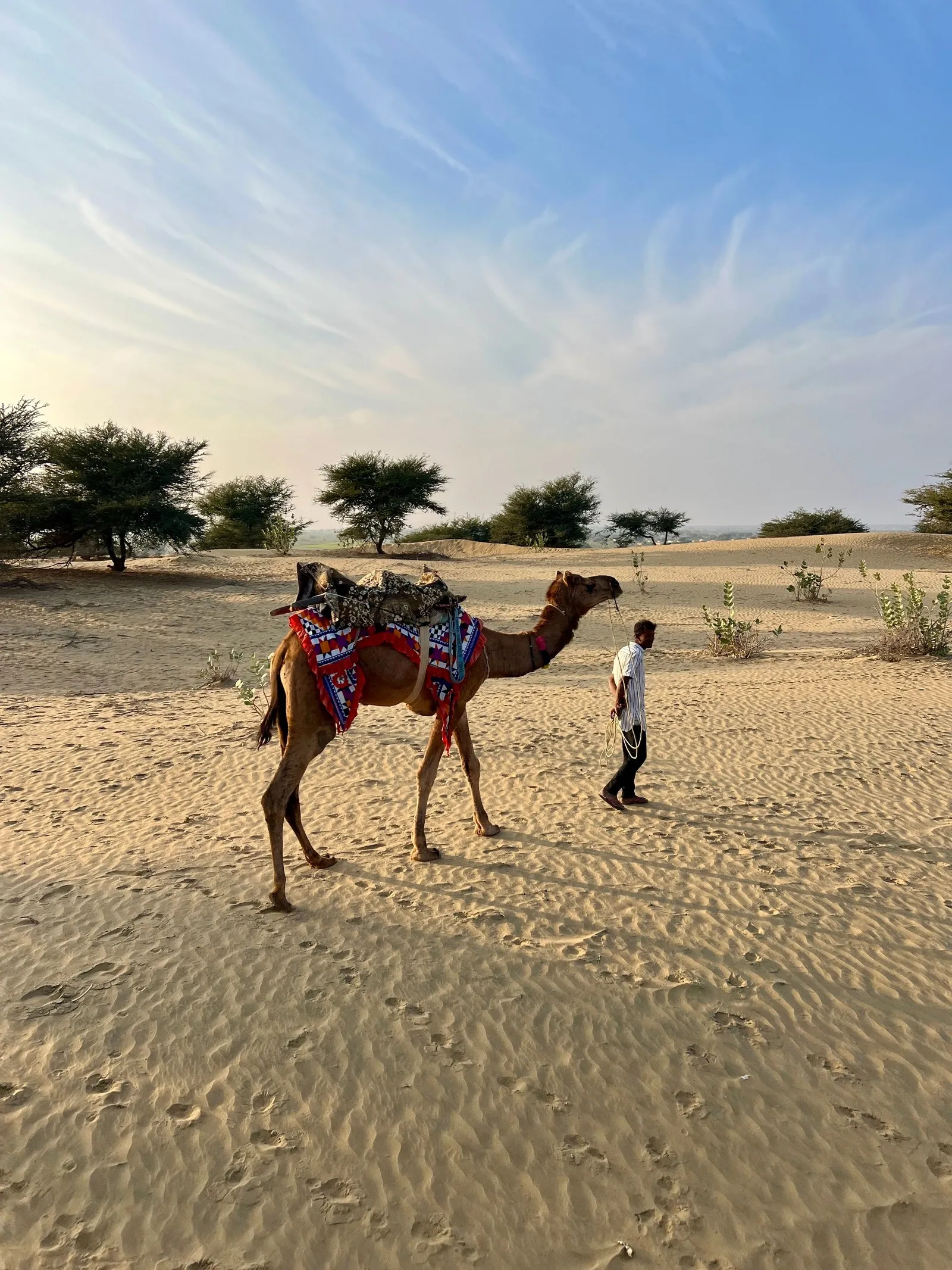 A man walking a decorated camel across the dunes of the Thar Desert