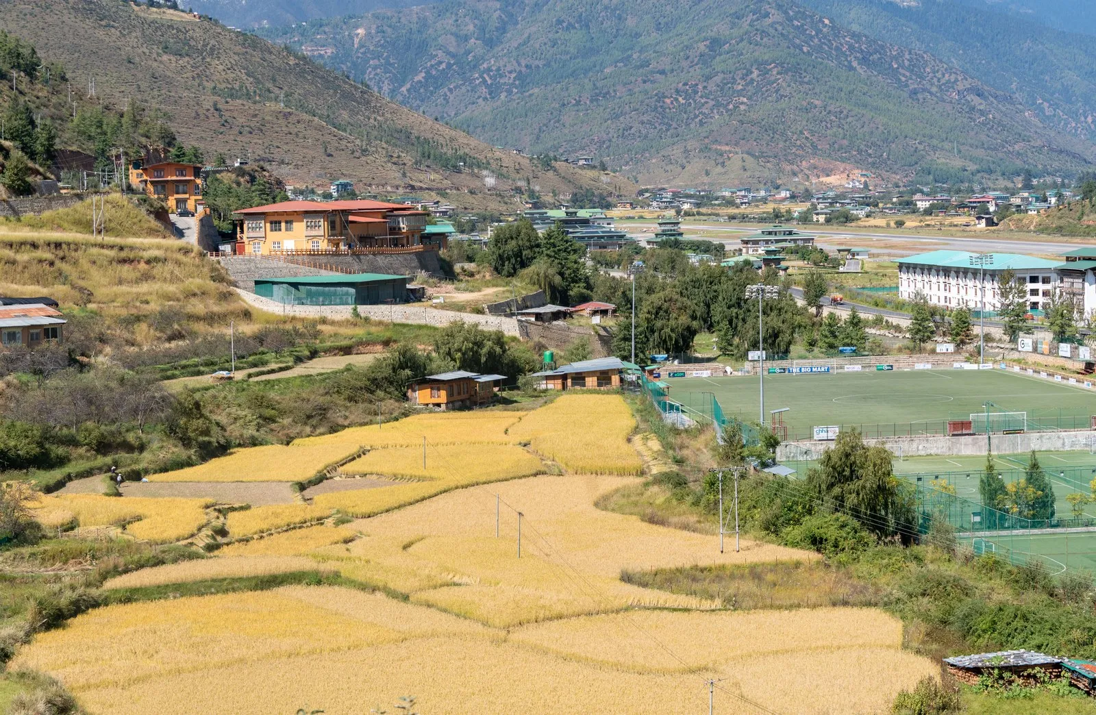 Rice terraces turning gold at harvest in the Paro valley