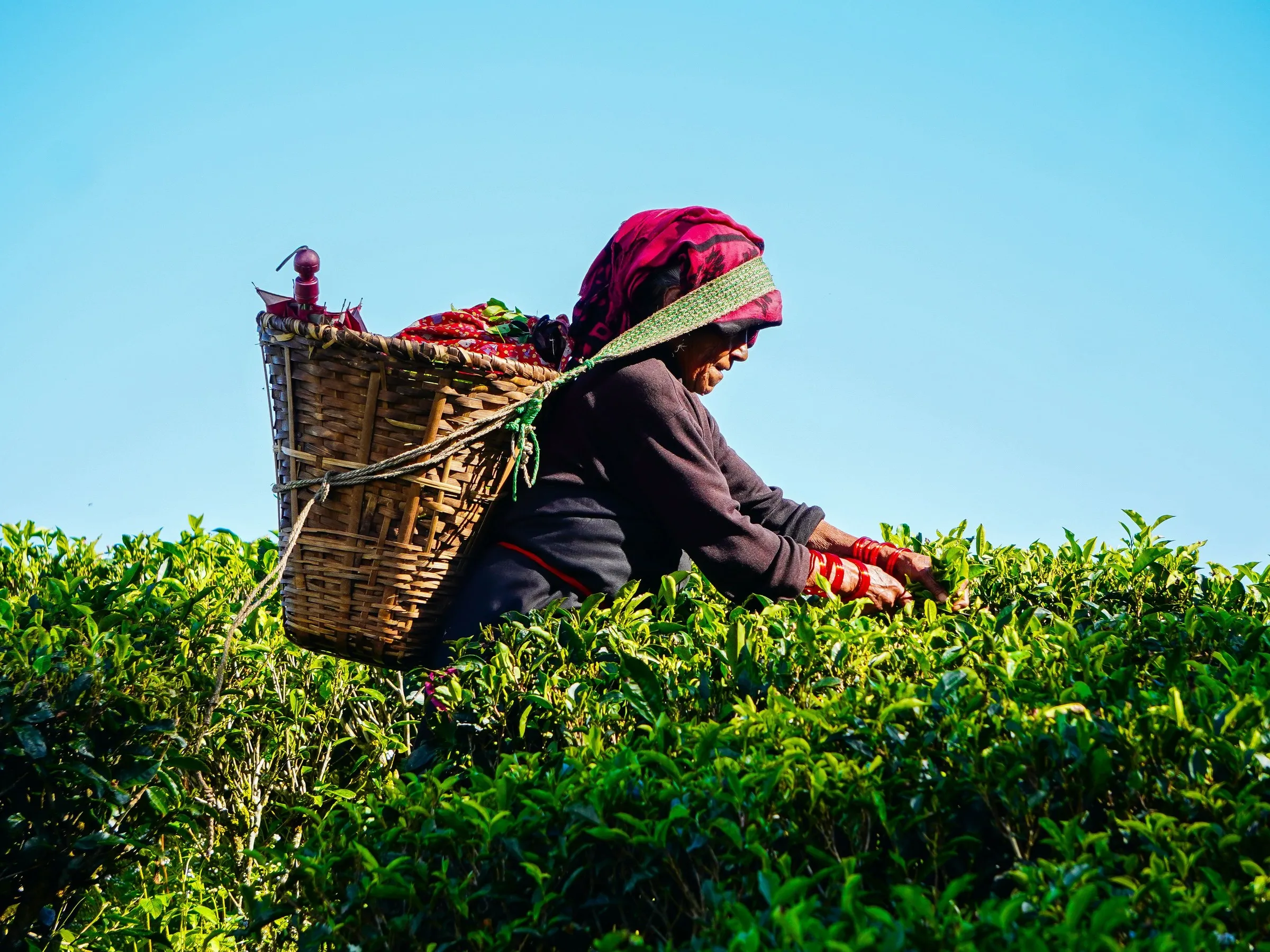 A tea picker with her wicker basket bent over the bushes in a Darjeeling tea garden
