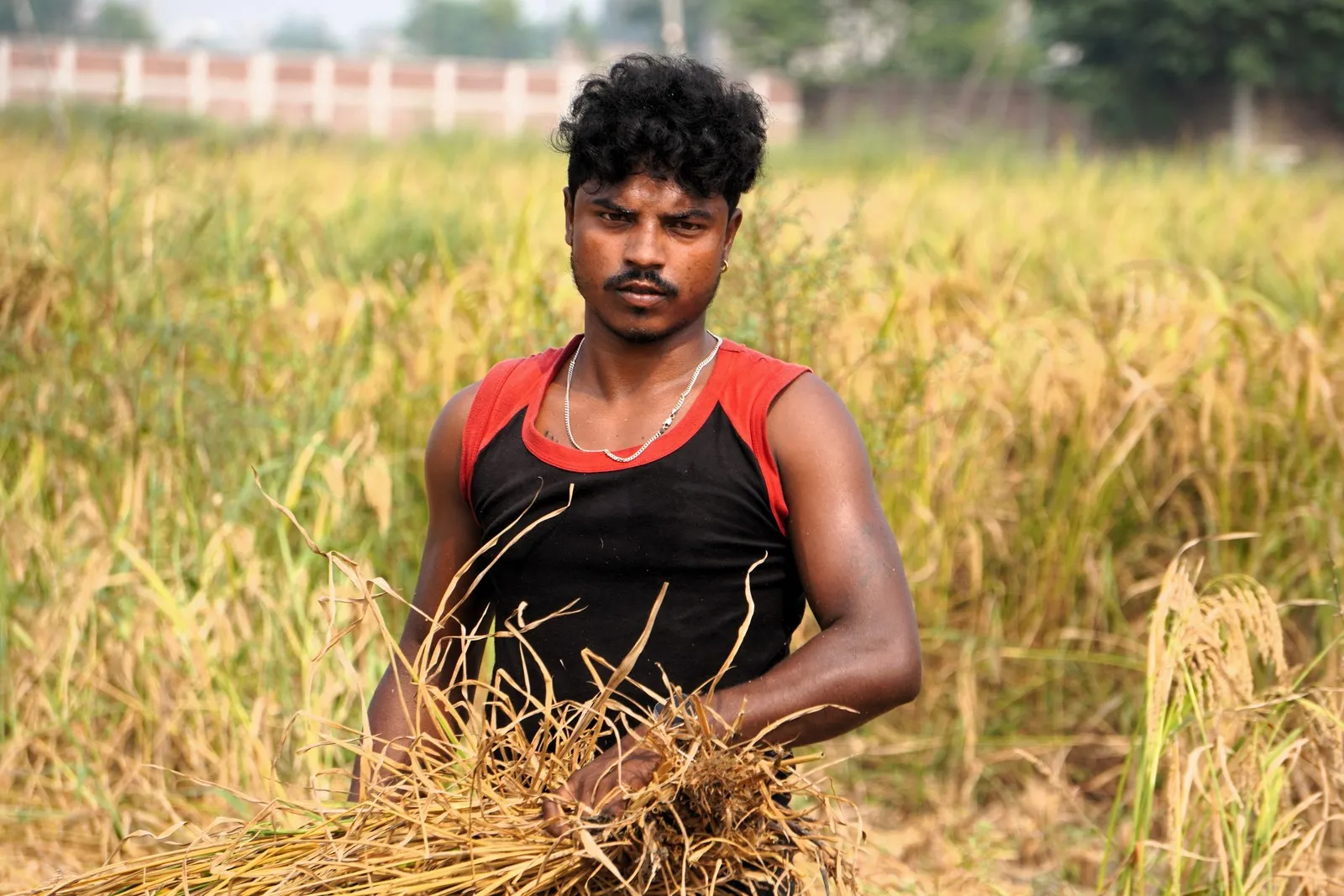 A young farmer harvesting rice near Patna, Bihar