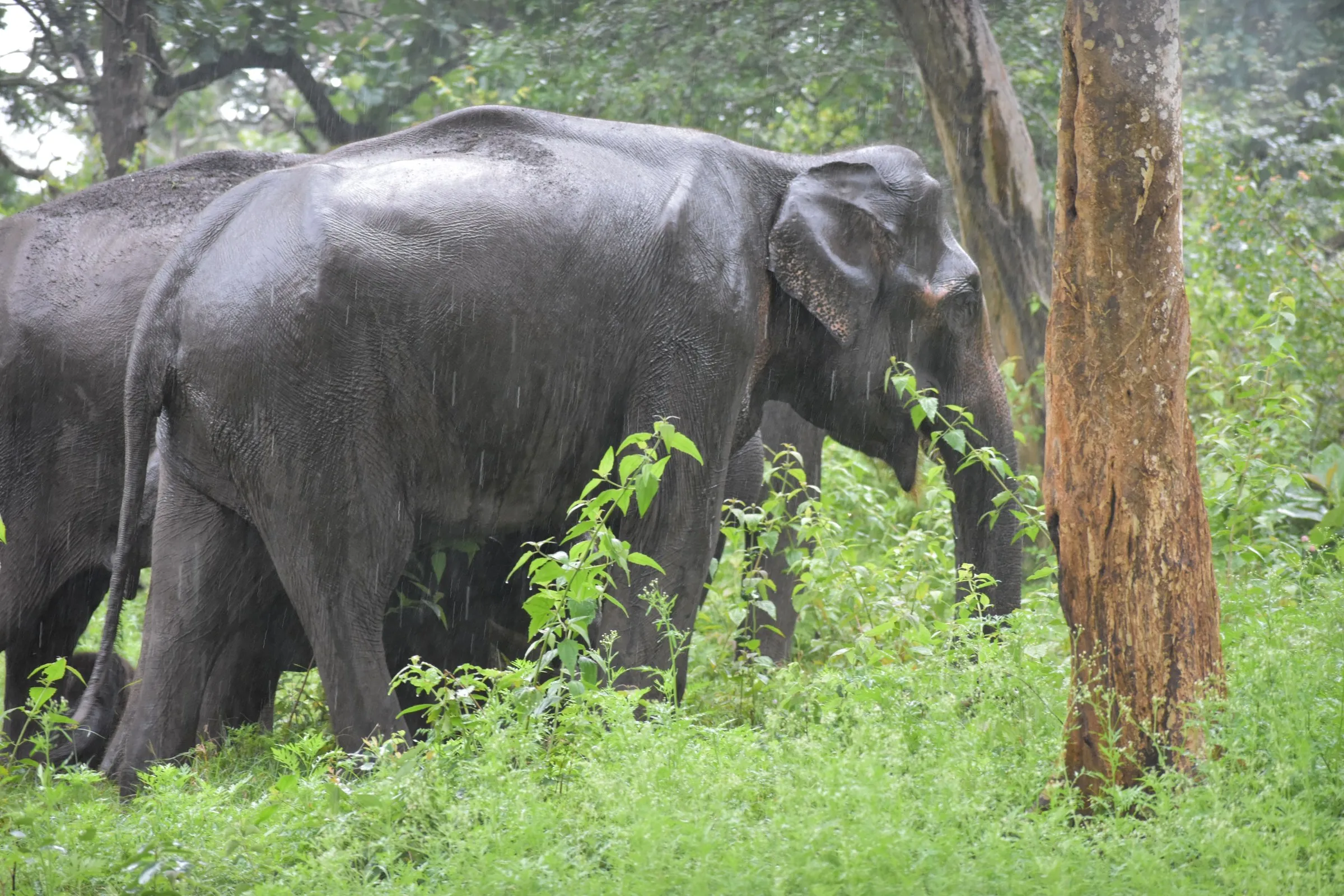 Wild elephants walking through the forest in the rain, Bandipur National Park