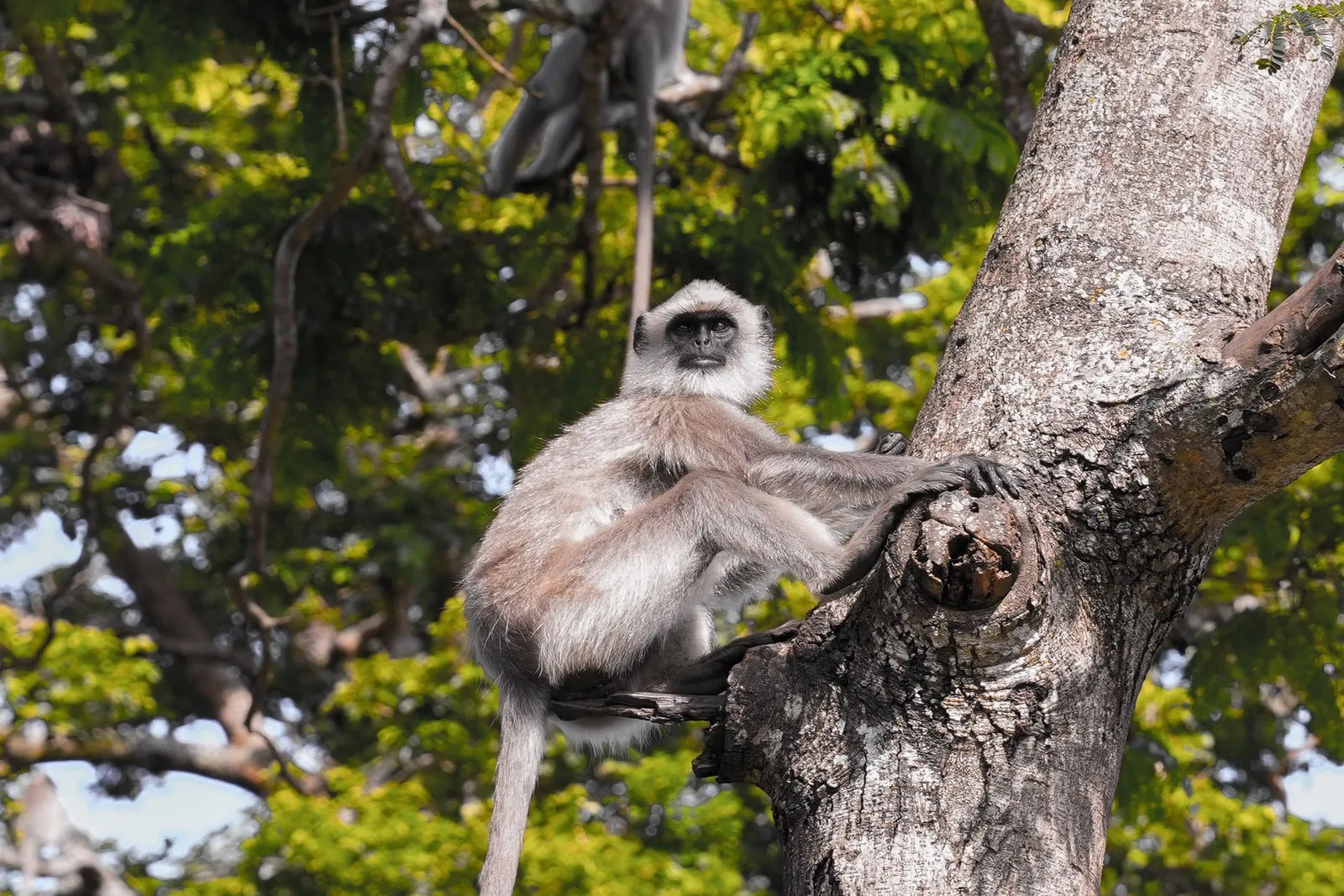 A grey langur in a tree in Bandipur National Park