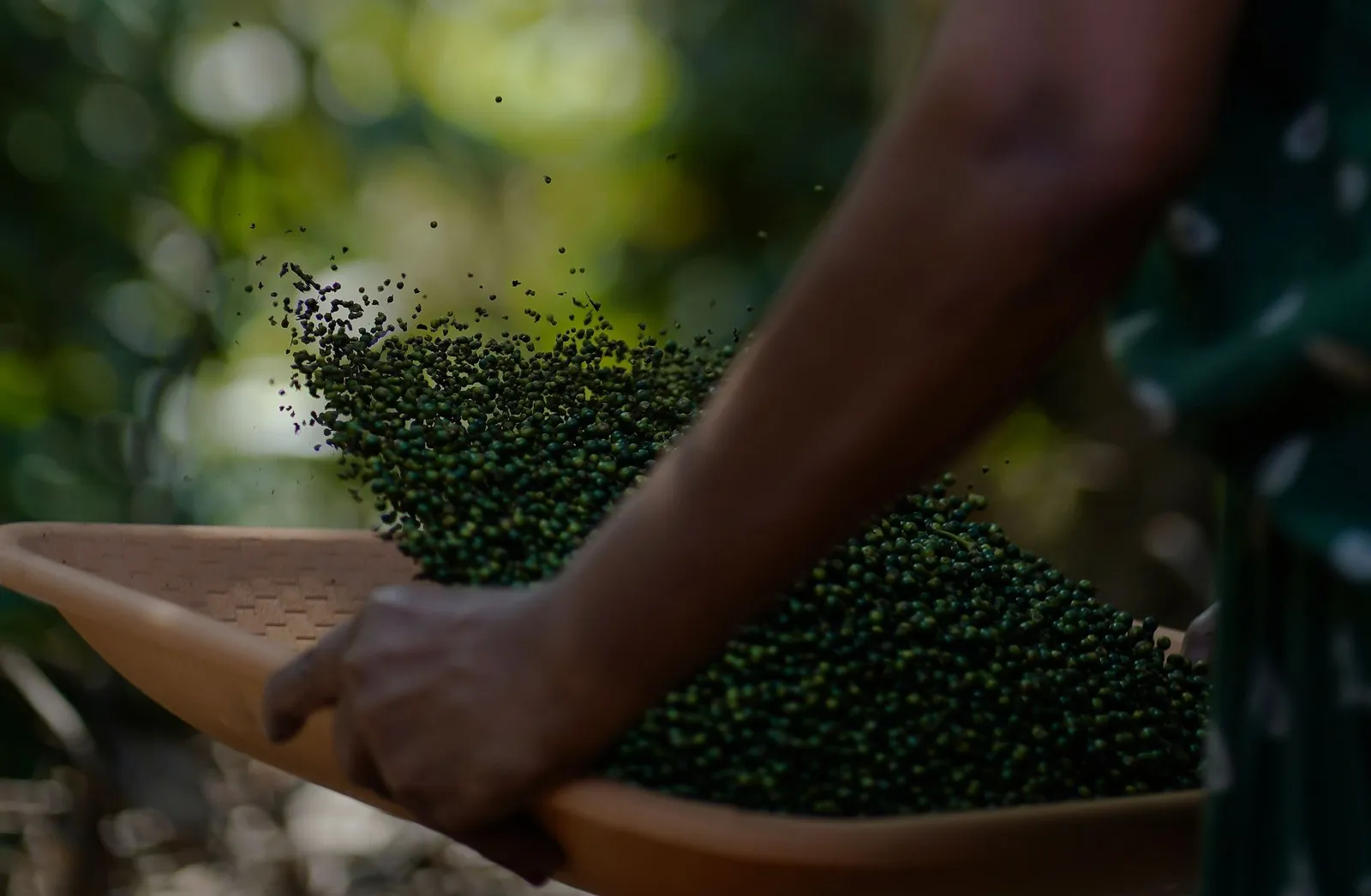 Black pepper being sifted on a winnowing tray, Kerala