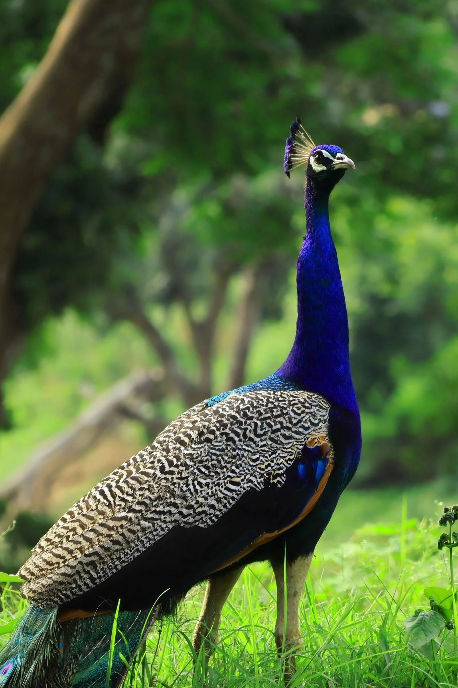 A peacock in the forest at Masinagudi, on the edge of Mudumalai