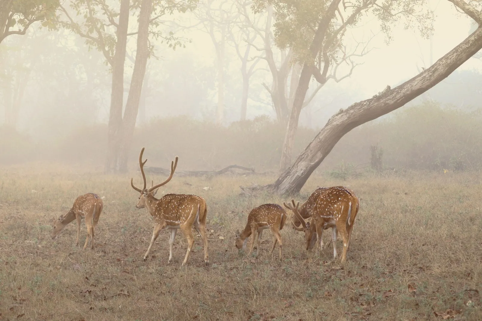 Chital stags and does in the morning mist, Mudumalai