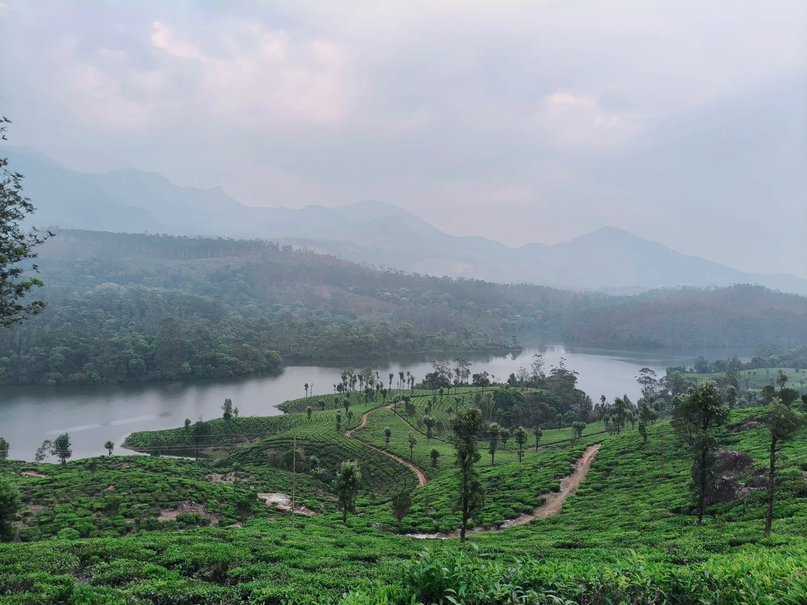 Tea gardens above a lake in the hills around Munnar
