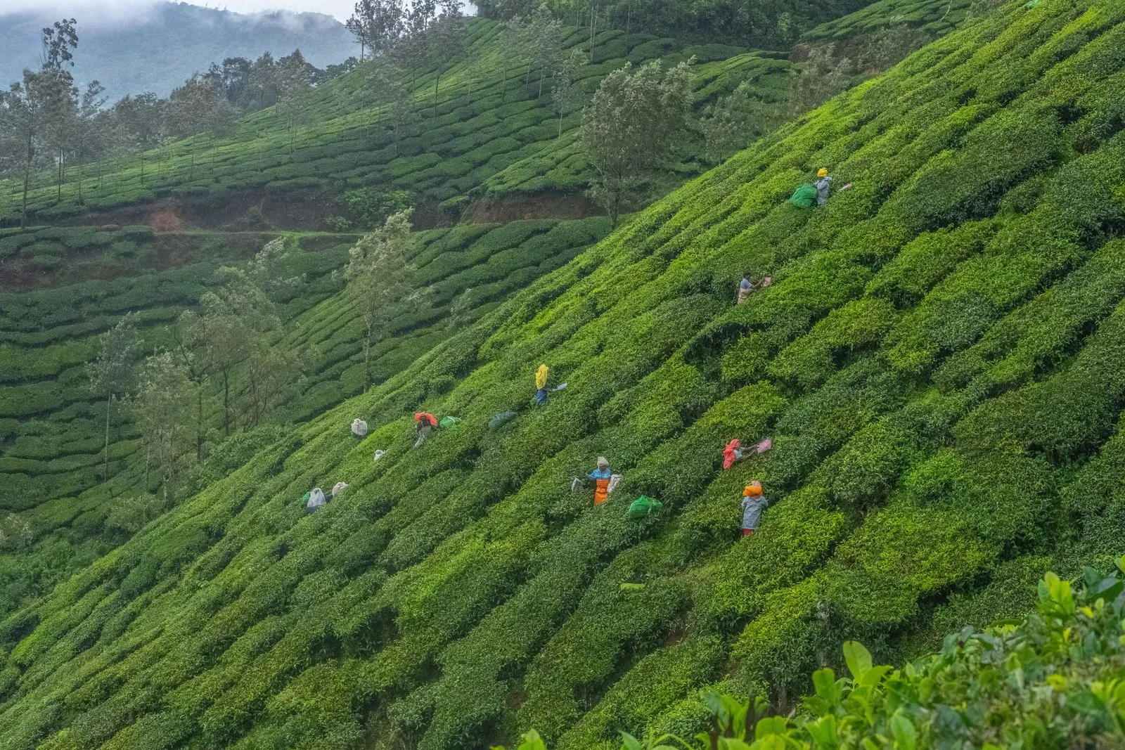 Pickers at work on a steep tea estate near Munnar