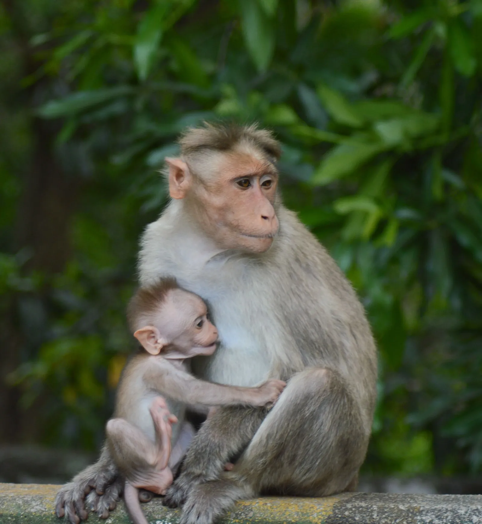 A bonnet macaque cradling her baby at Muthanga, Wayanad