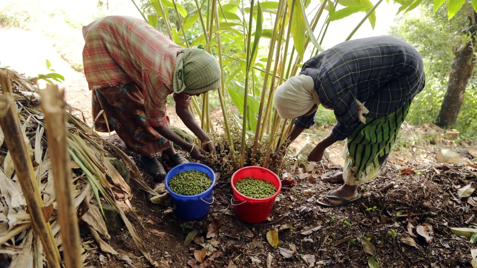 Women gathering cardamom at the foot of the plants on a Wayanad plantation