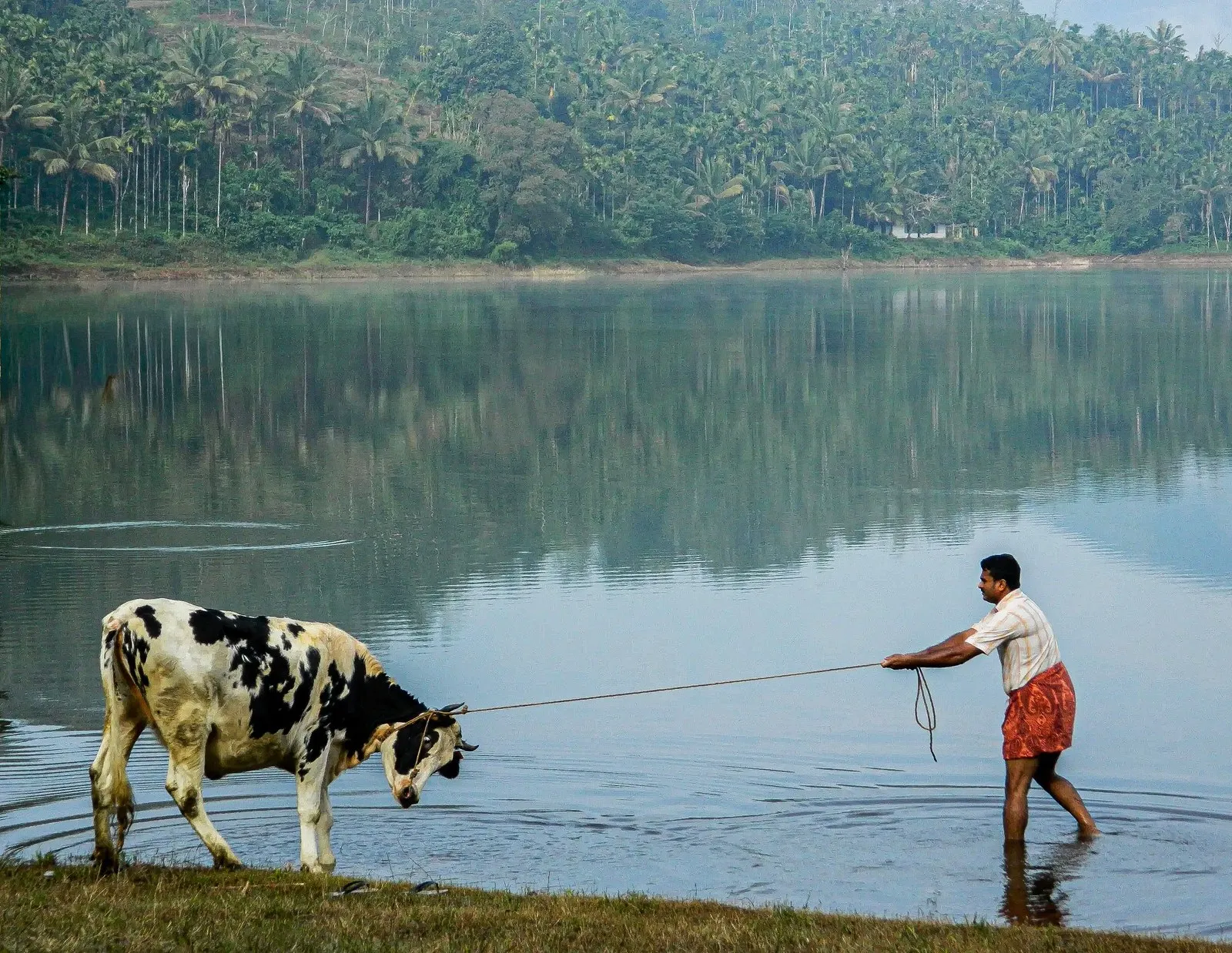 A farmer leading his cow through the shallows of a lake in Wayanad