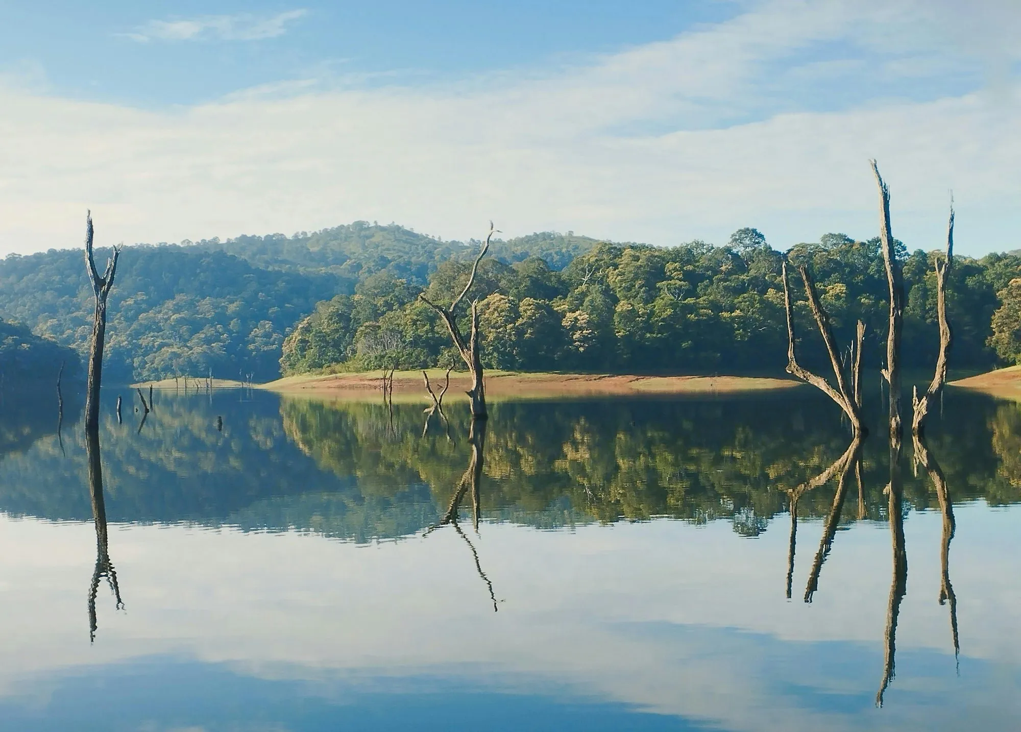 Bare trees standing in a still reservoir